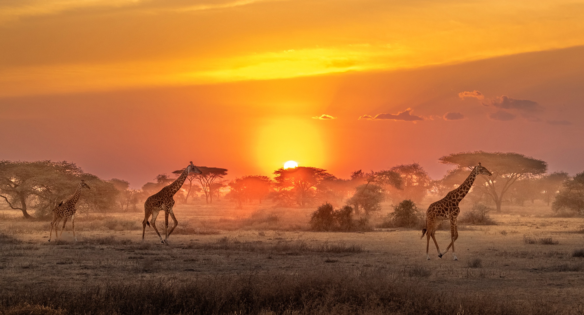 HD desktop wallpaper: Sunrise, Animal, Giraffe, Africa, Savannah download free picture