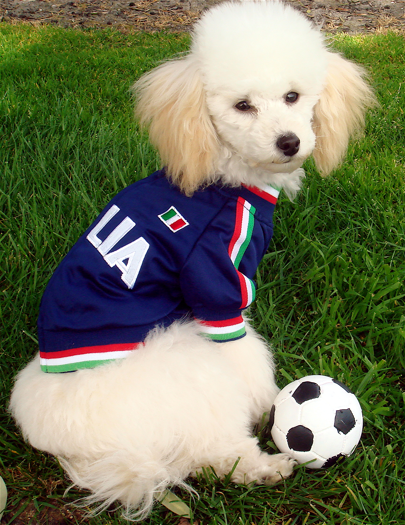 Poodle dog football photo and wallpaper. Beautiful Poodle dog football picture