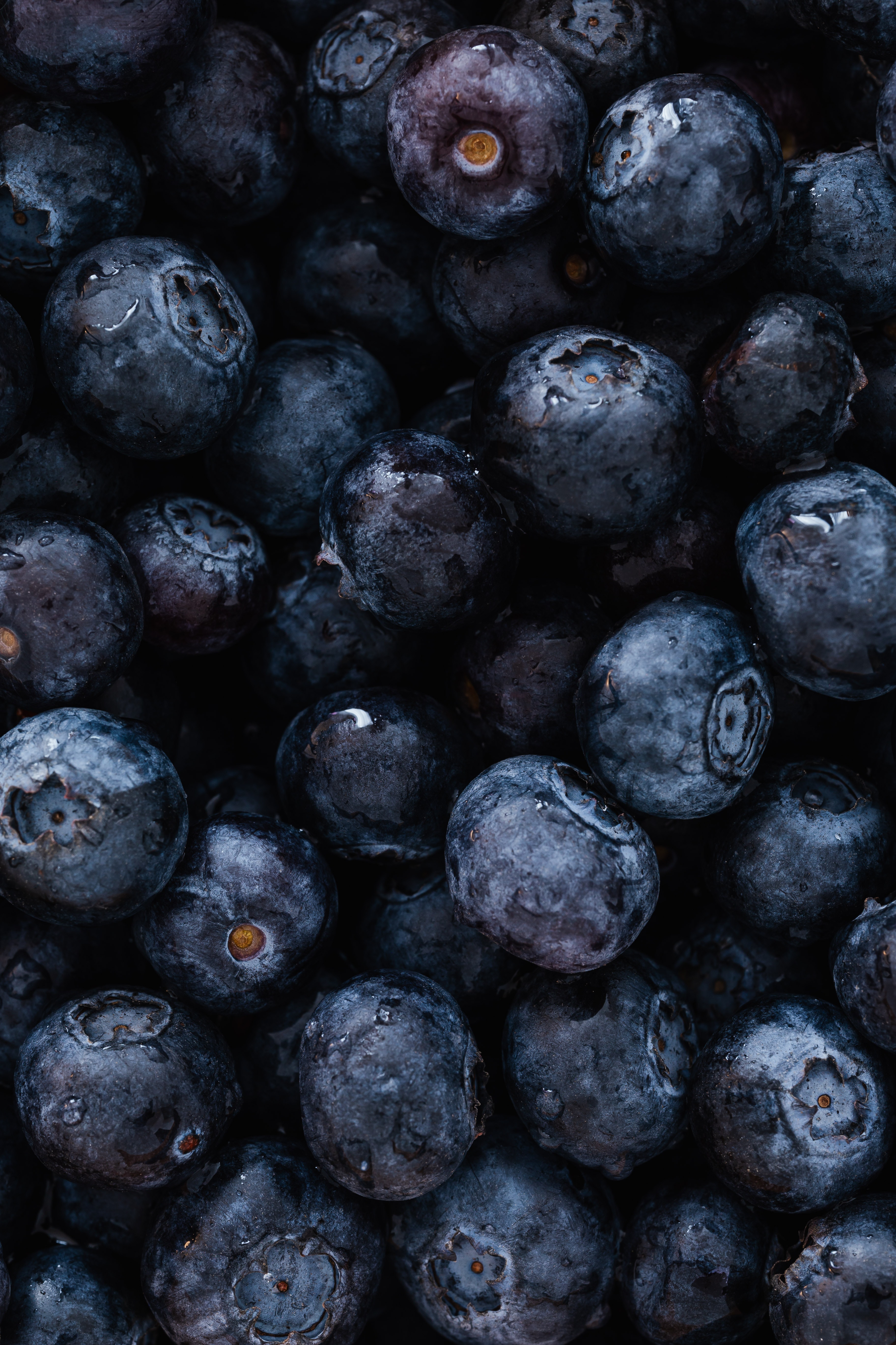 Blueberry Photo, Download The BEST Free Blueberry & HD Image