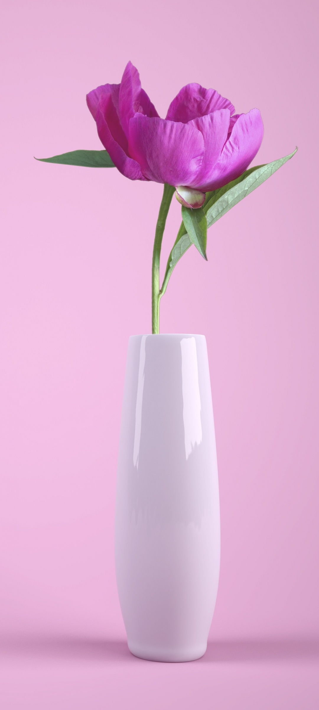 Pink flower Wallpaper 4K, Flower vase, Baby pink, Flowers