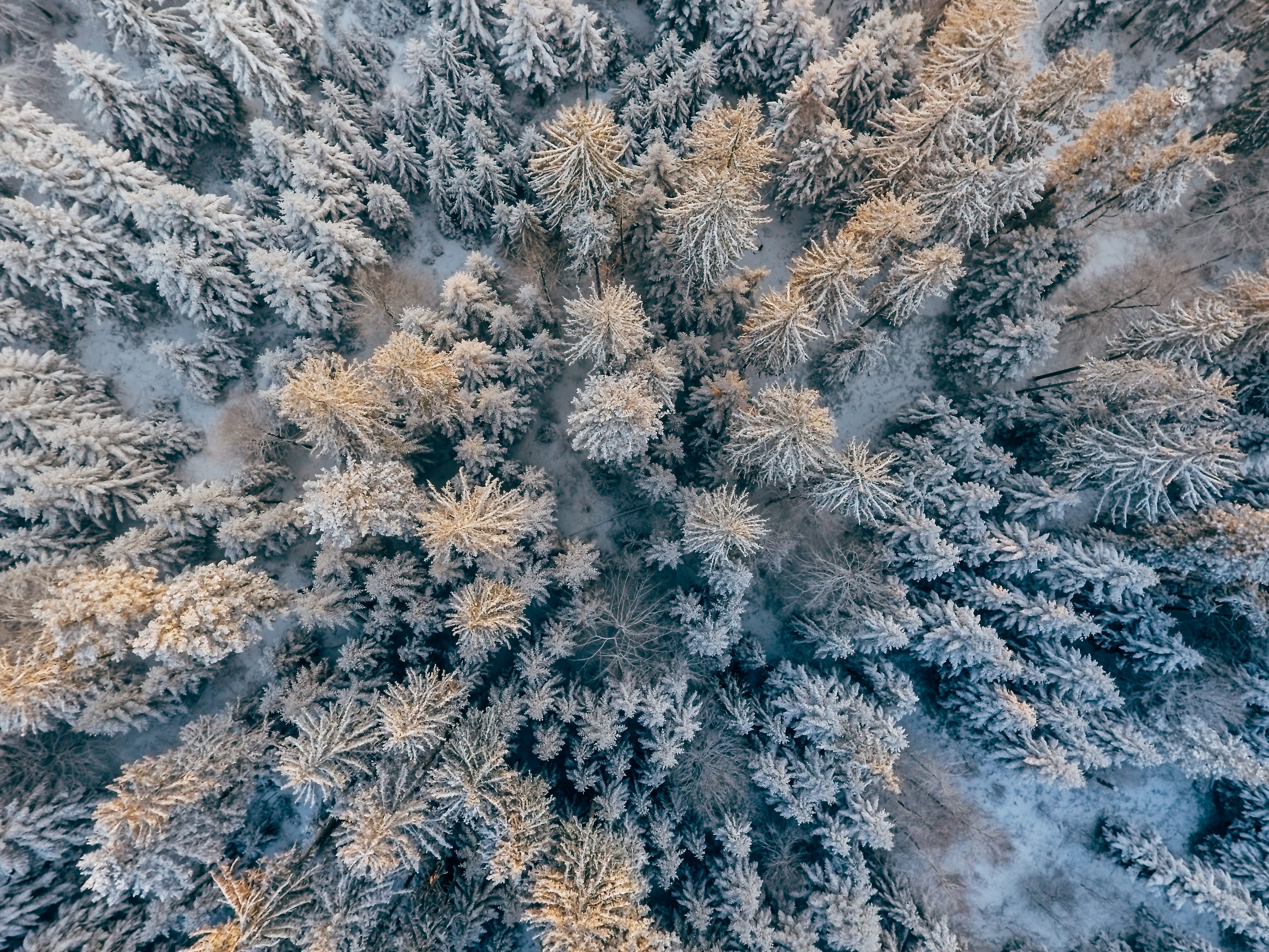 Top View Photo of Trees Covered With Snow · Free