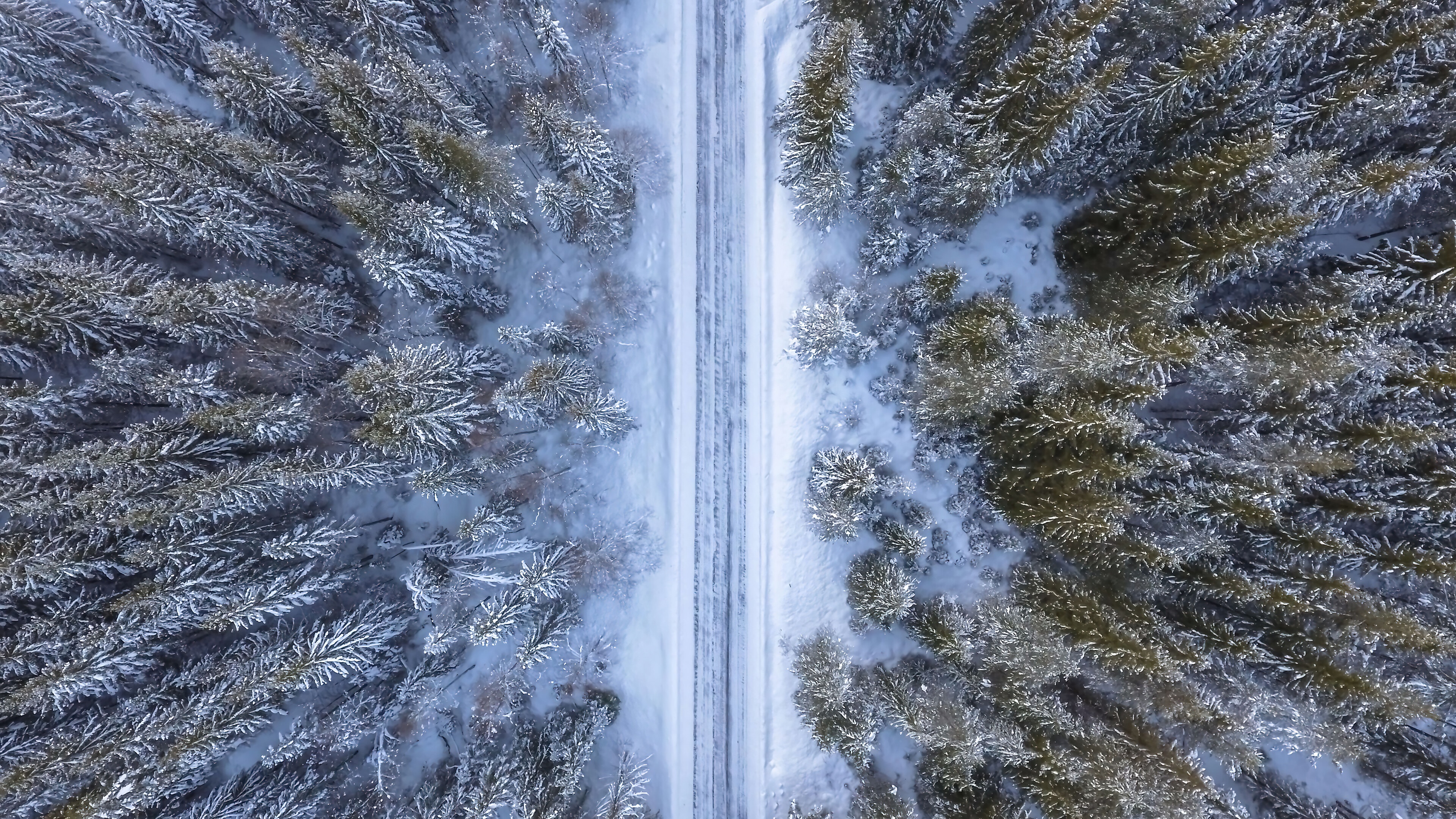 wallpaper, winter, forest, nature, scenery, aerial view, 4k, HD Gallery HD Wallpaper