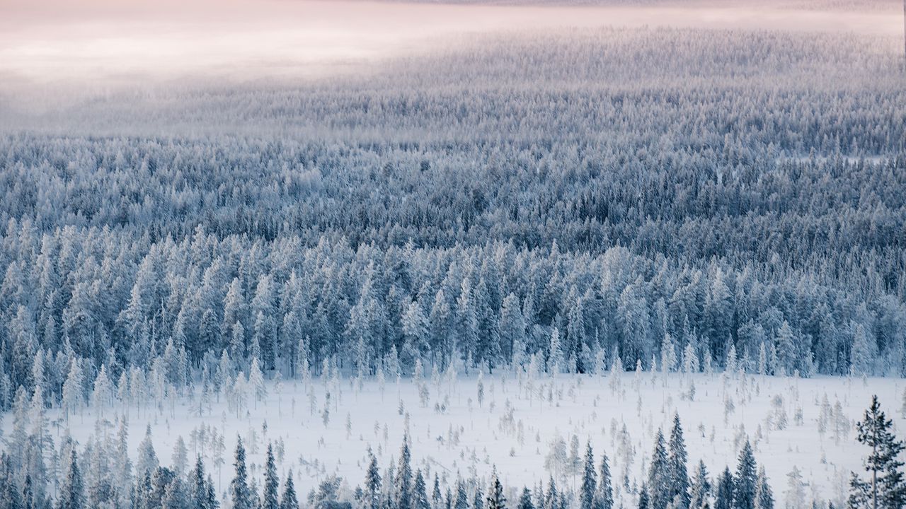 Wallpaper forest, snow, aerial view, winter hd, picture, image
