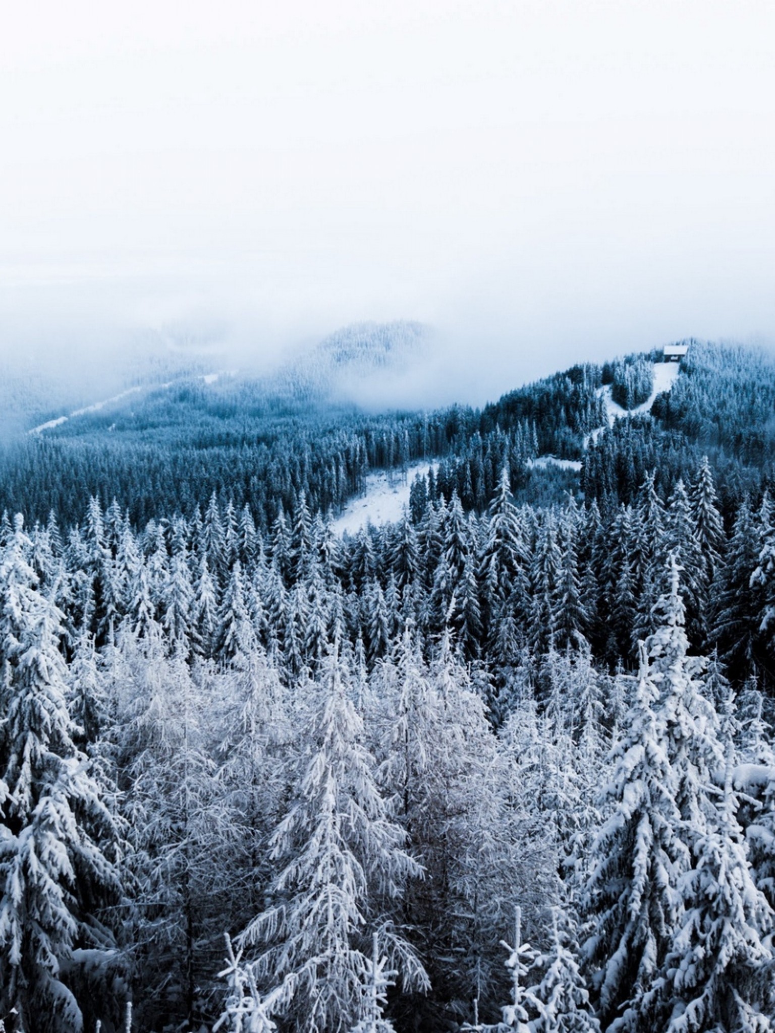 Aerial view of a forest at winter HD Wallpaper Retina iPad