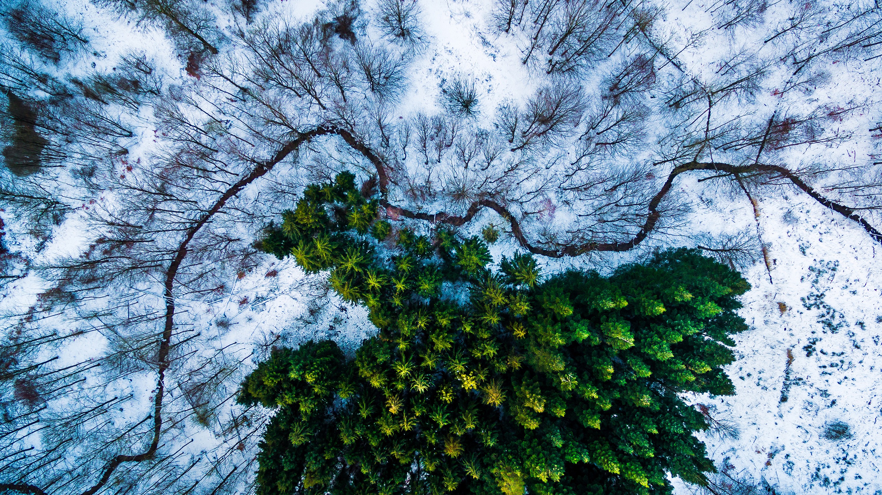 Aerial View of Forest in Winter