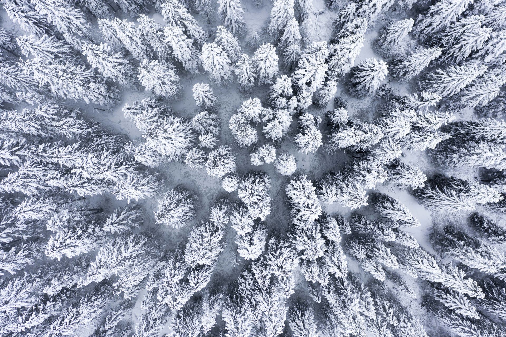 Winter forest from above
