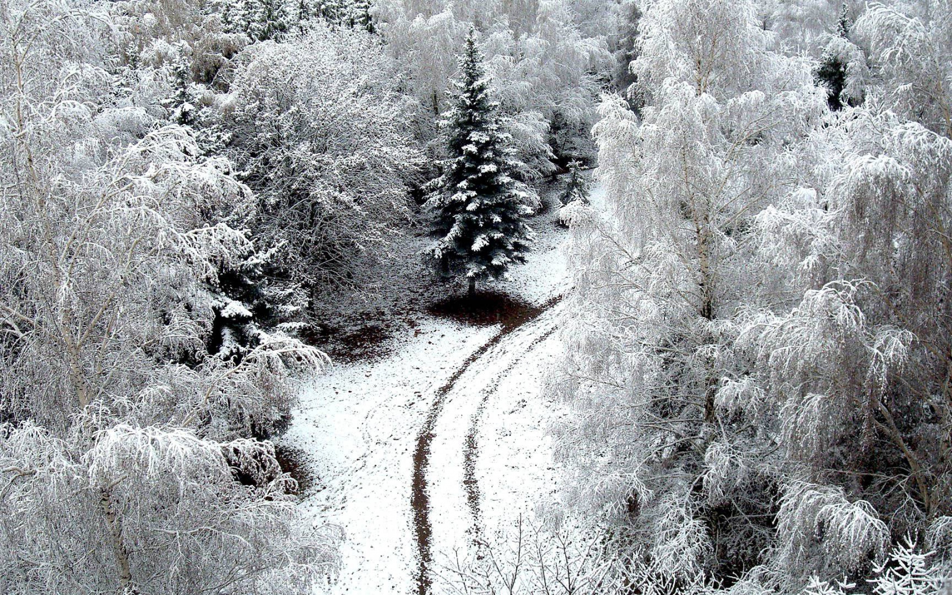 Snowy Forest Path Aerial View wallpaper. Snowy Forest Path Aerial View