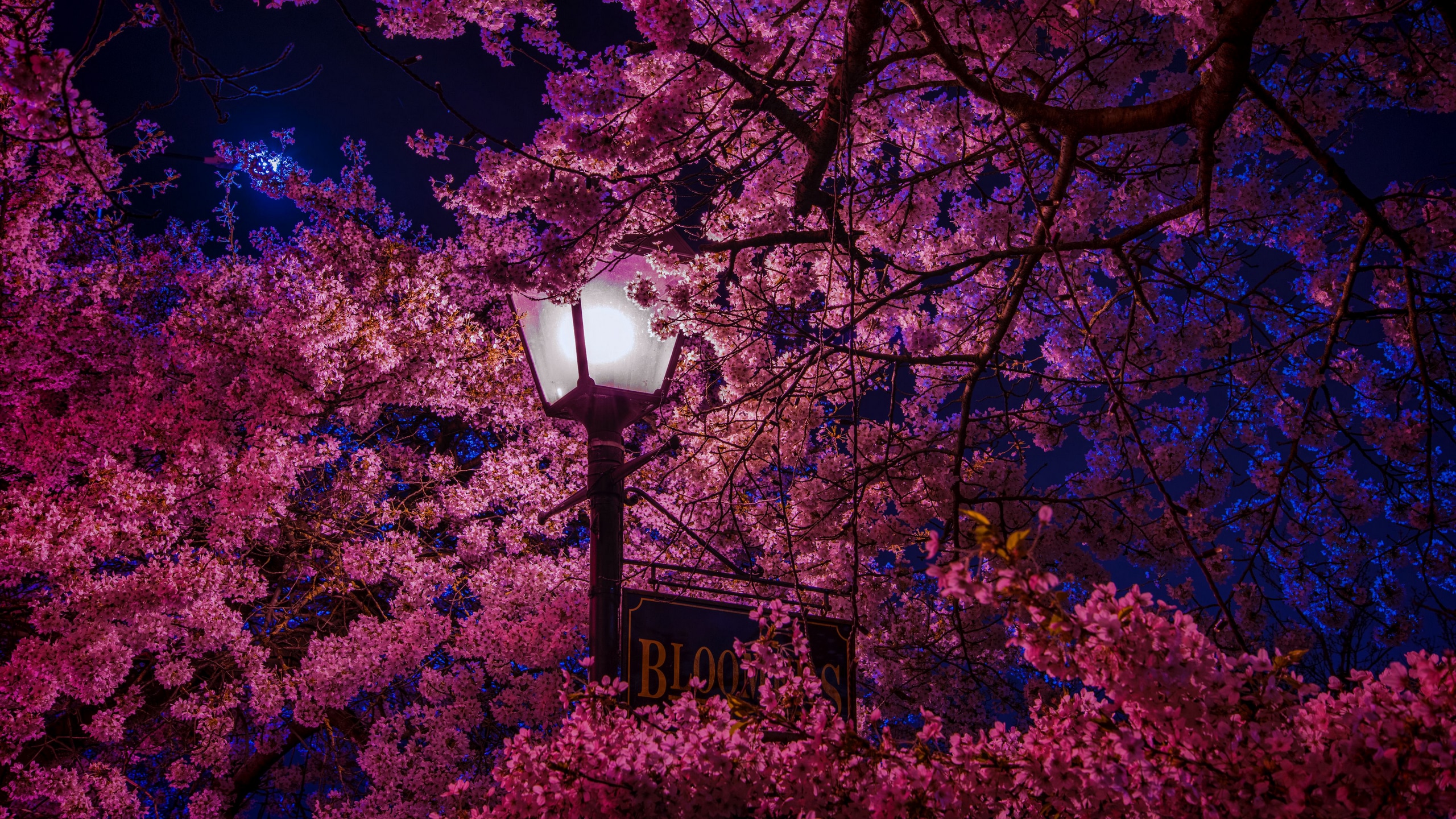 Wallpaper / sakura, blossoms, lantern, night, spring, 4k free download