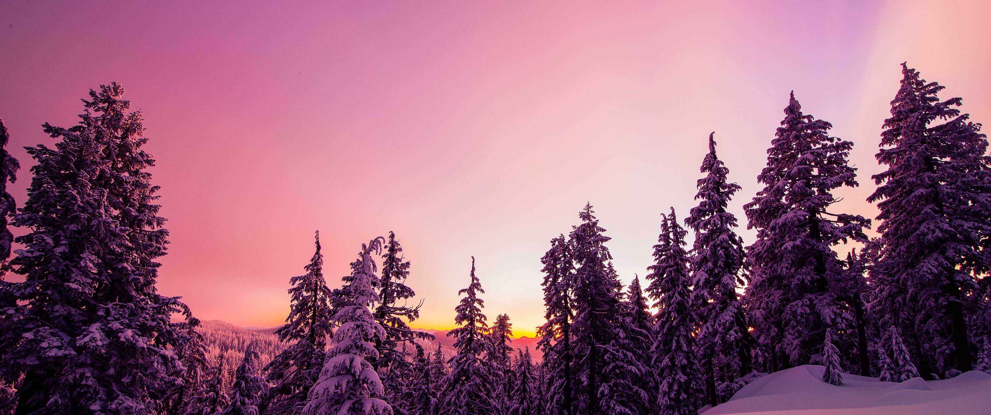 Winter Wallpaper 4K, Forest, Sunset, Pink background