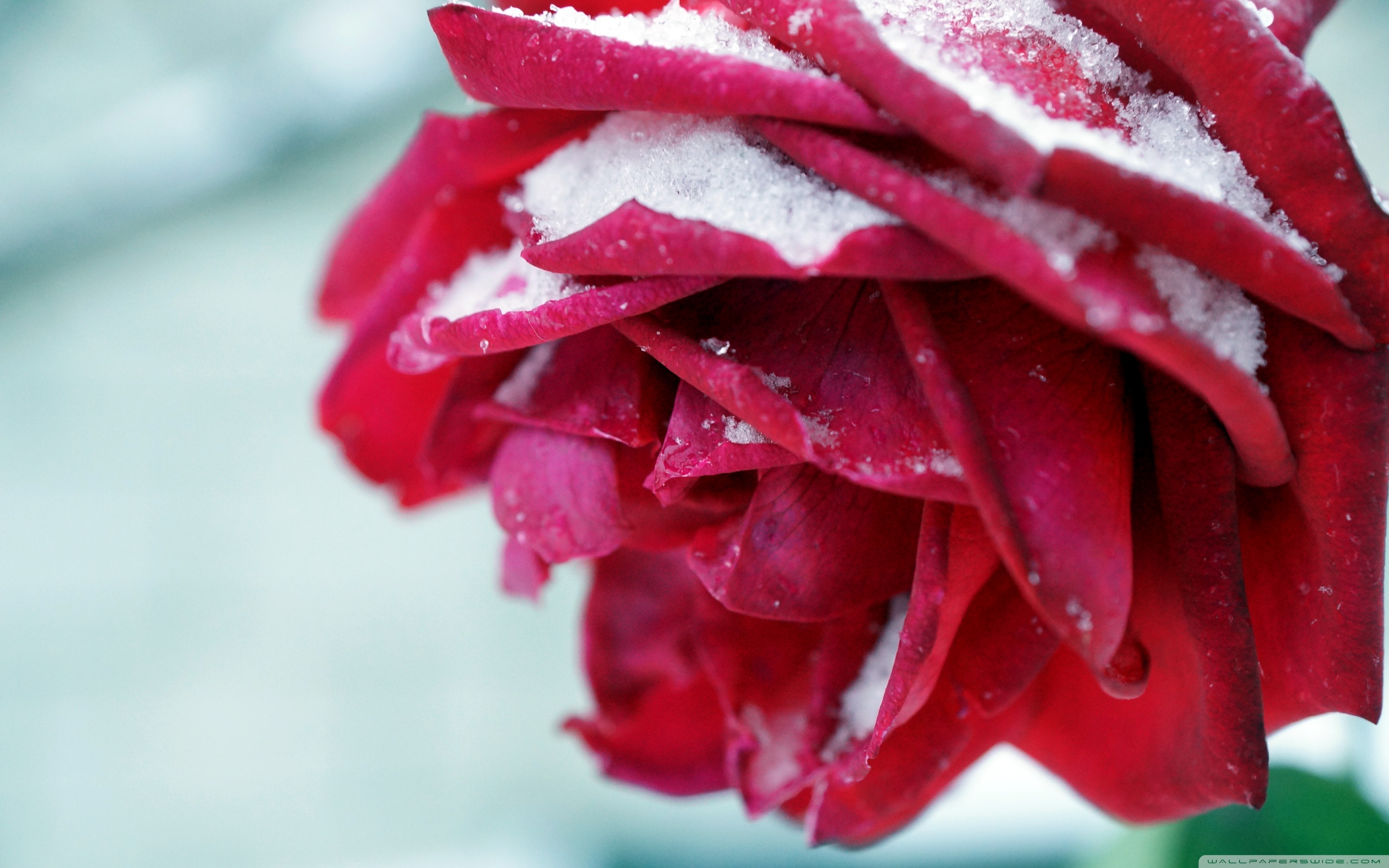 Pink Winter Roses Wallpapers - Wallpaper Cave
