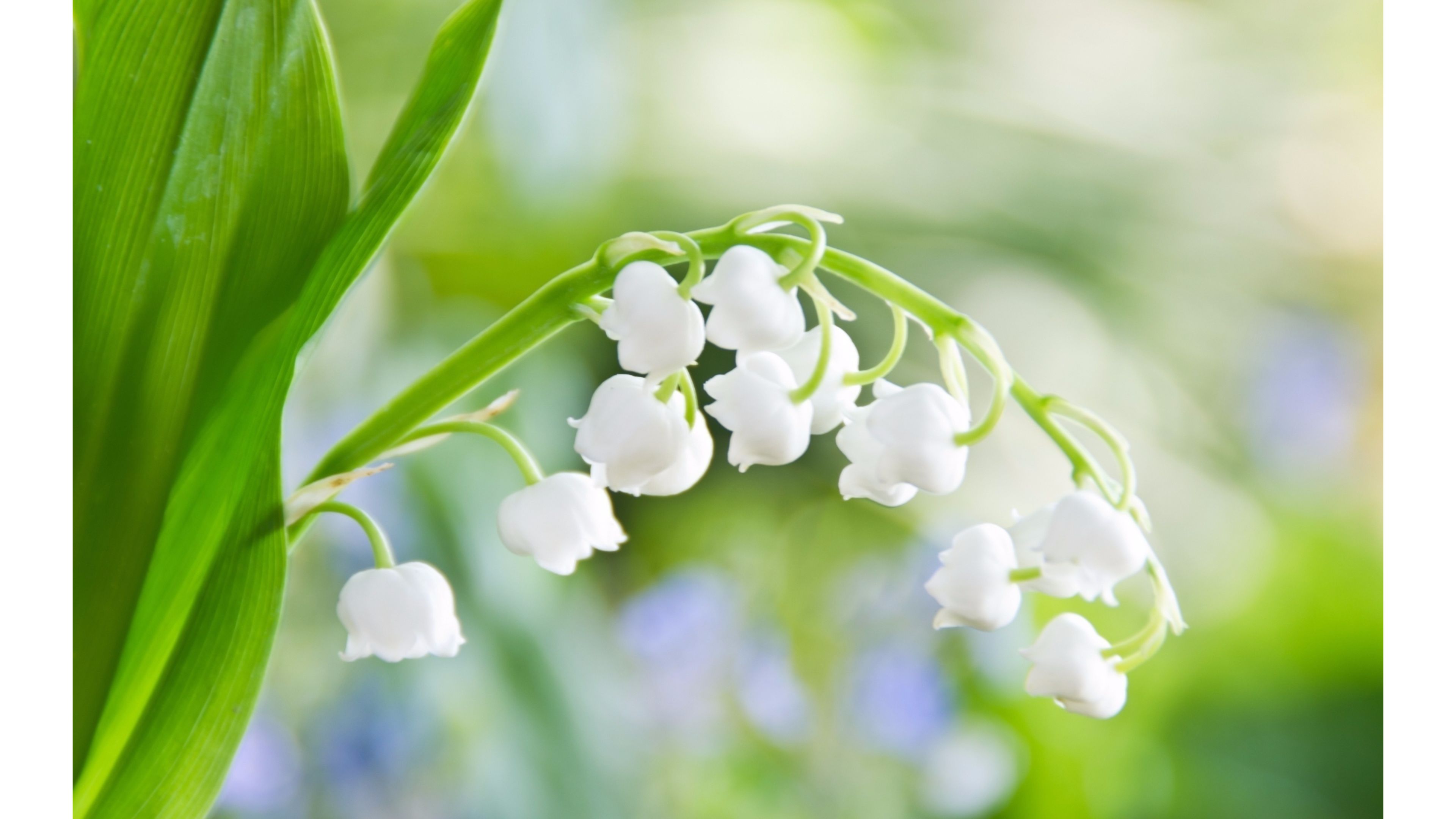 White Flowers Spring 4K wallpaper