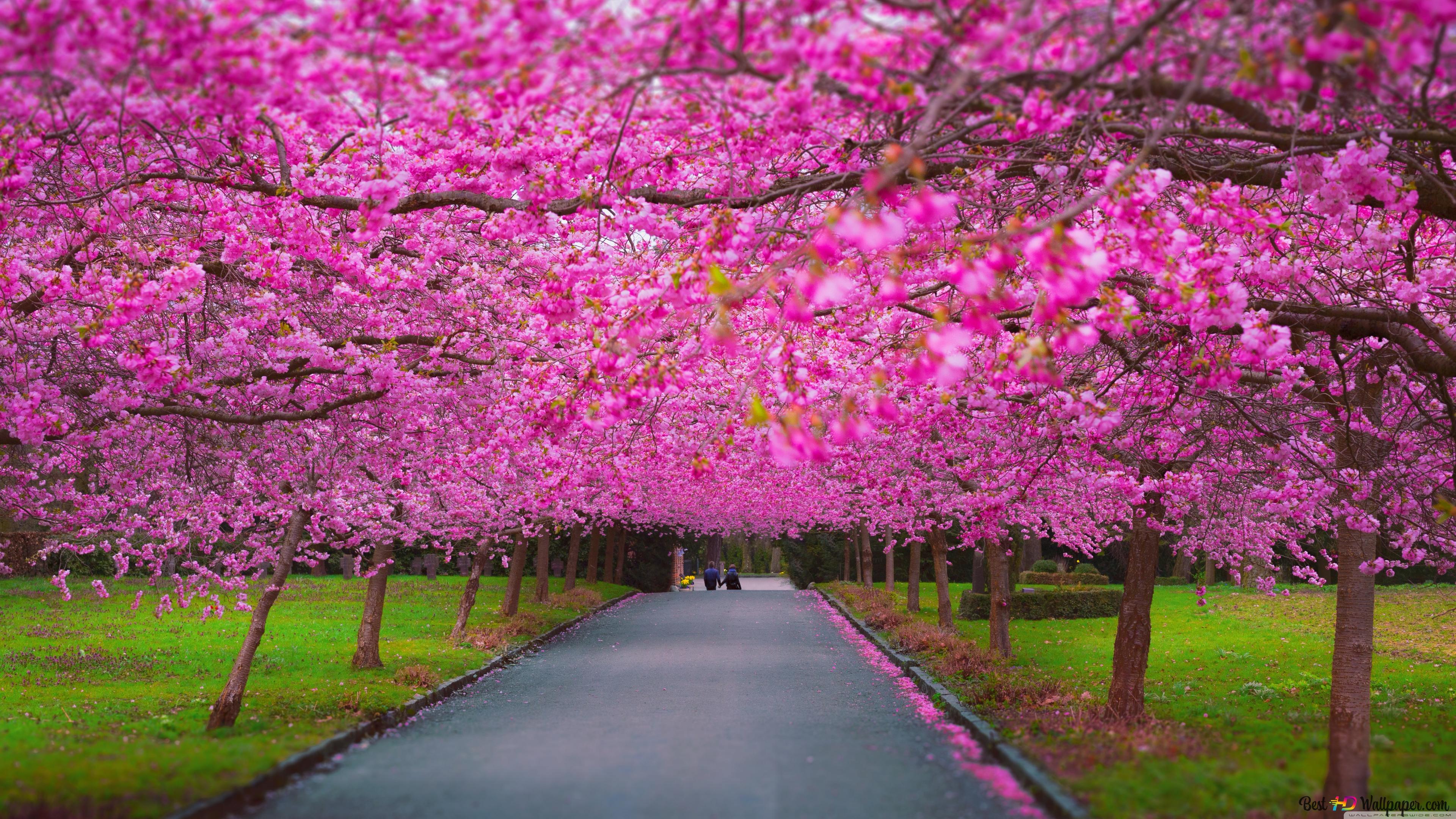 Violet flowers of trees and grassy flowery walkway awakening with the arrival of spring 4K wallpaper download
