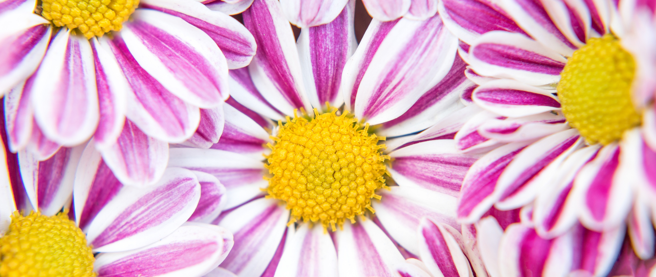 21:9 UltraWide Monitor HD Wallpaperx1080 Wallpaper