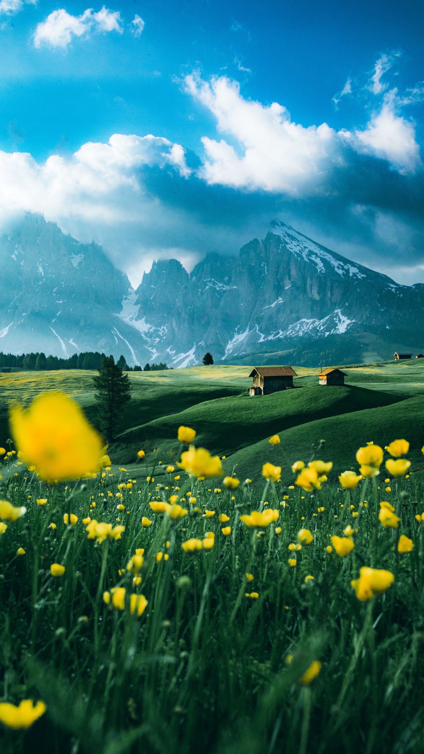 Download wallpaper 1350x2400 flowers, field, mountains, snow, snowy iphone 8+/7+/6s+/for parallax HD background