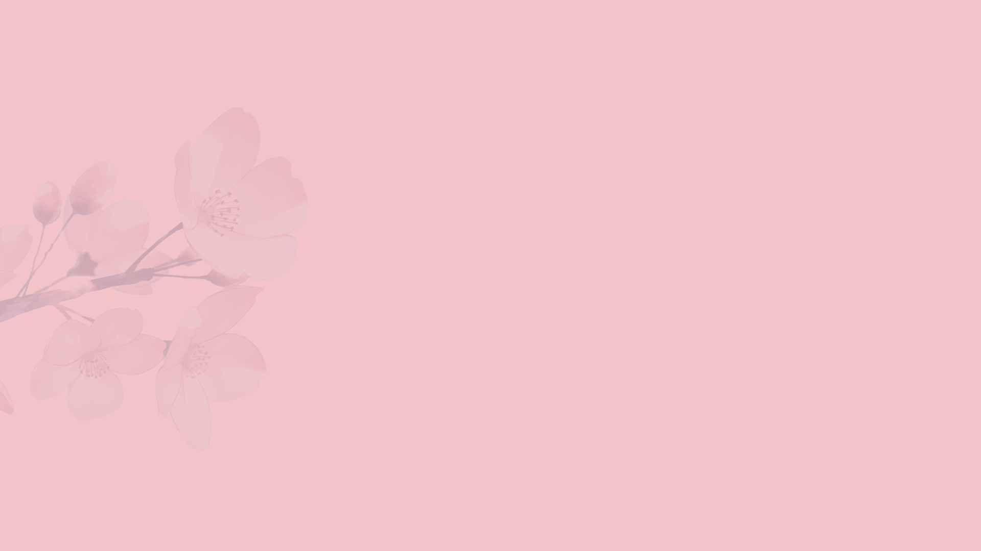 pink background, flowers, cherry blossom, minimalism, simple Gallery HD Wallpaper
