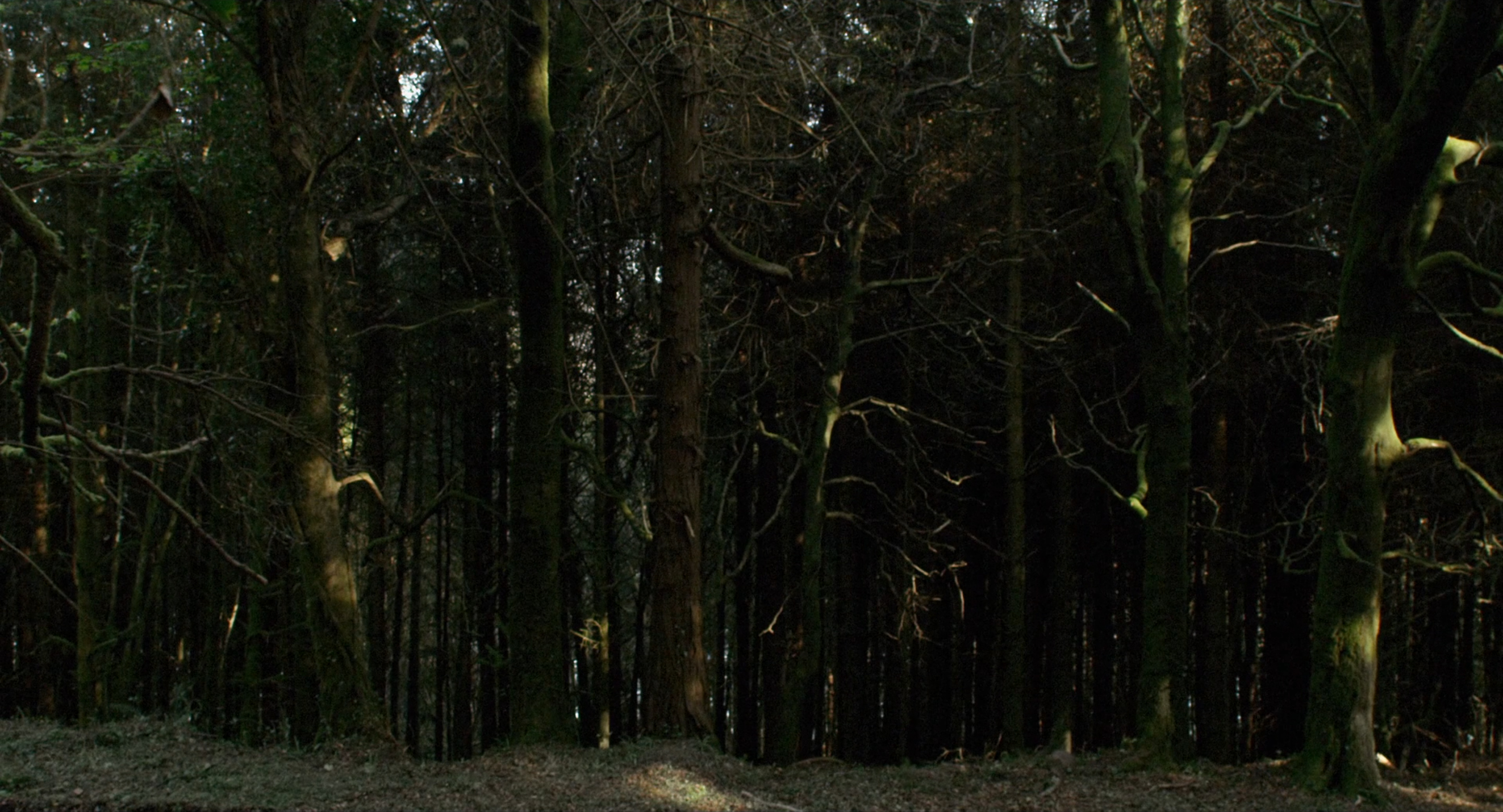 The Lobster by Yorgos Lanthimos (968CI)