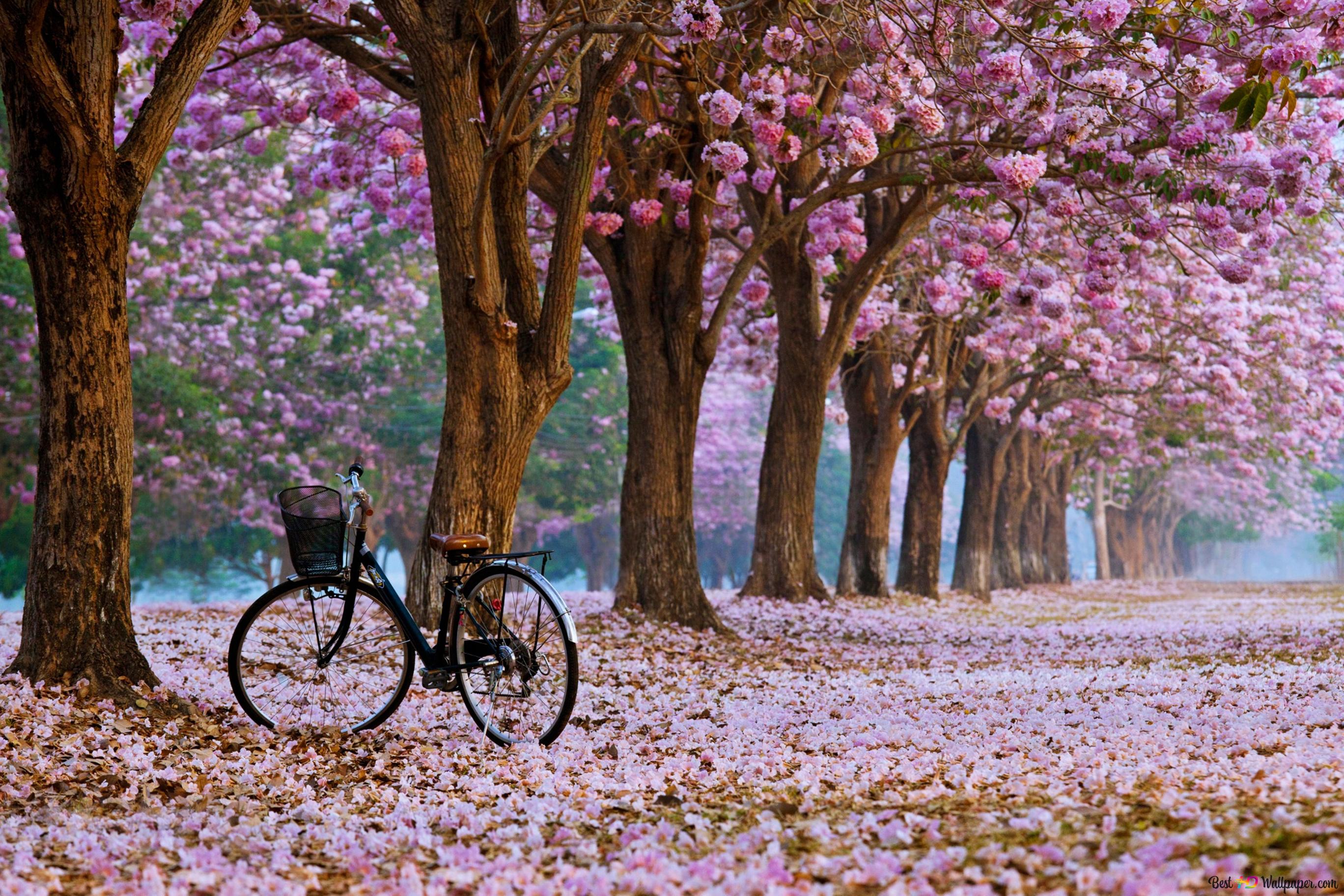 Spring blossoms landscape 4K wallpaper download