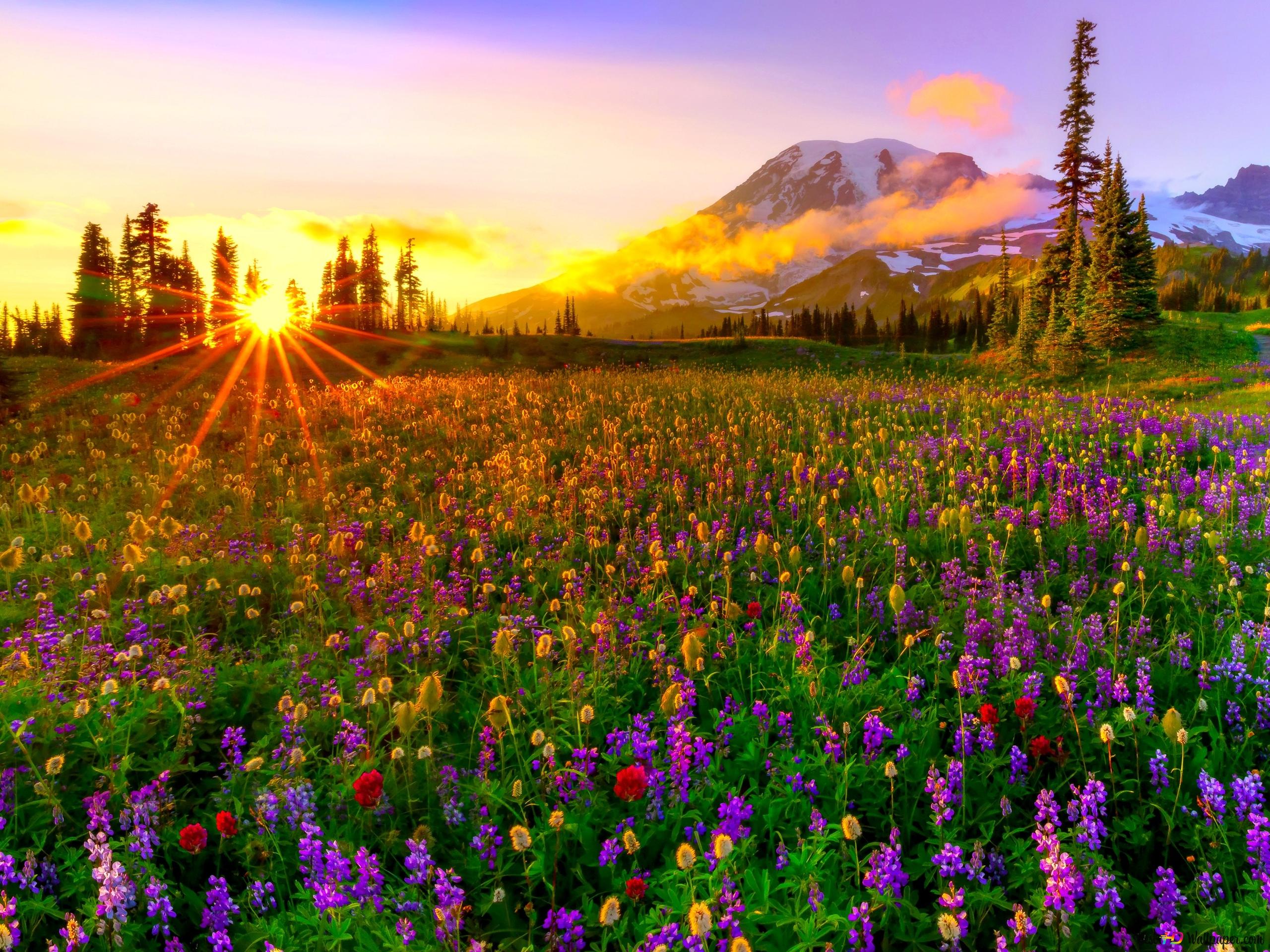 The Arrival of Spring to Nature 2K wallpaper download