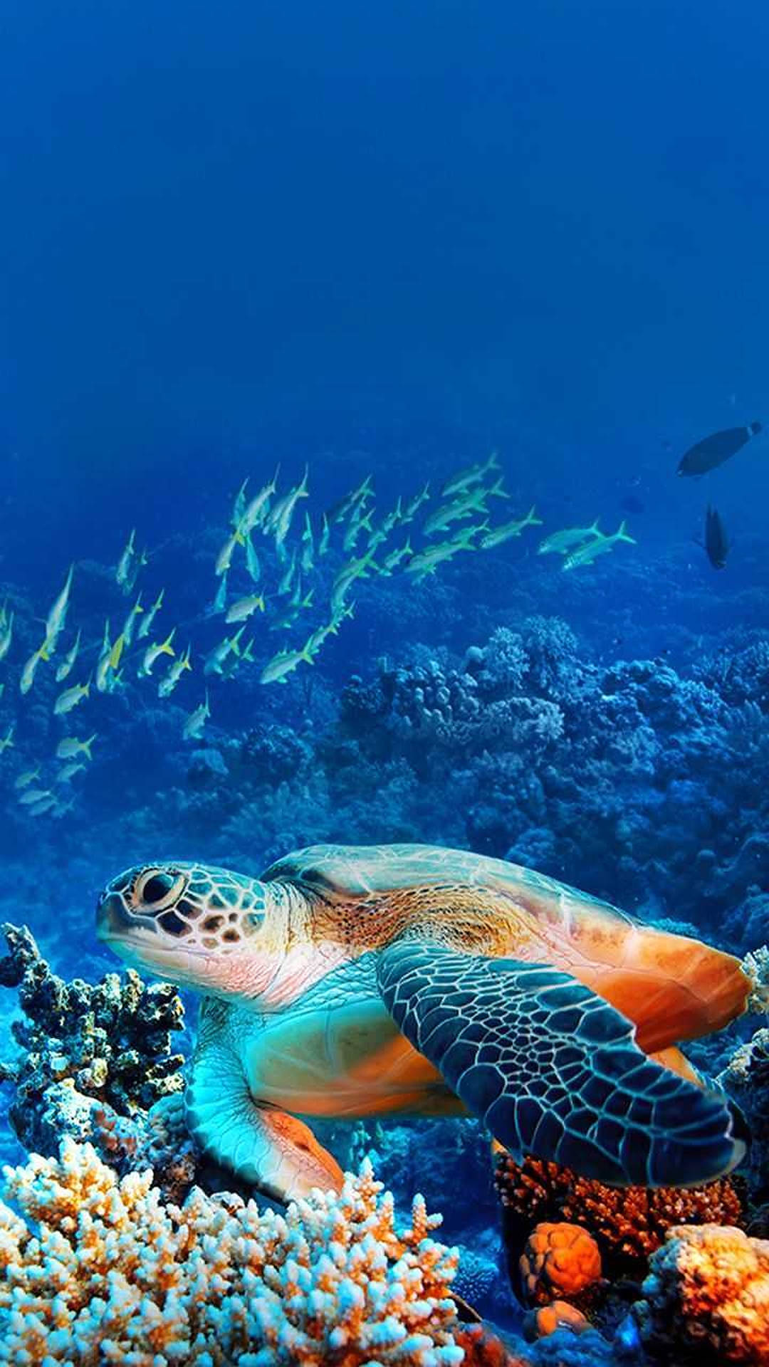 Download Sea Turtle In Coral Reef Wallpaper