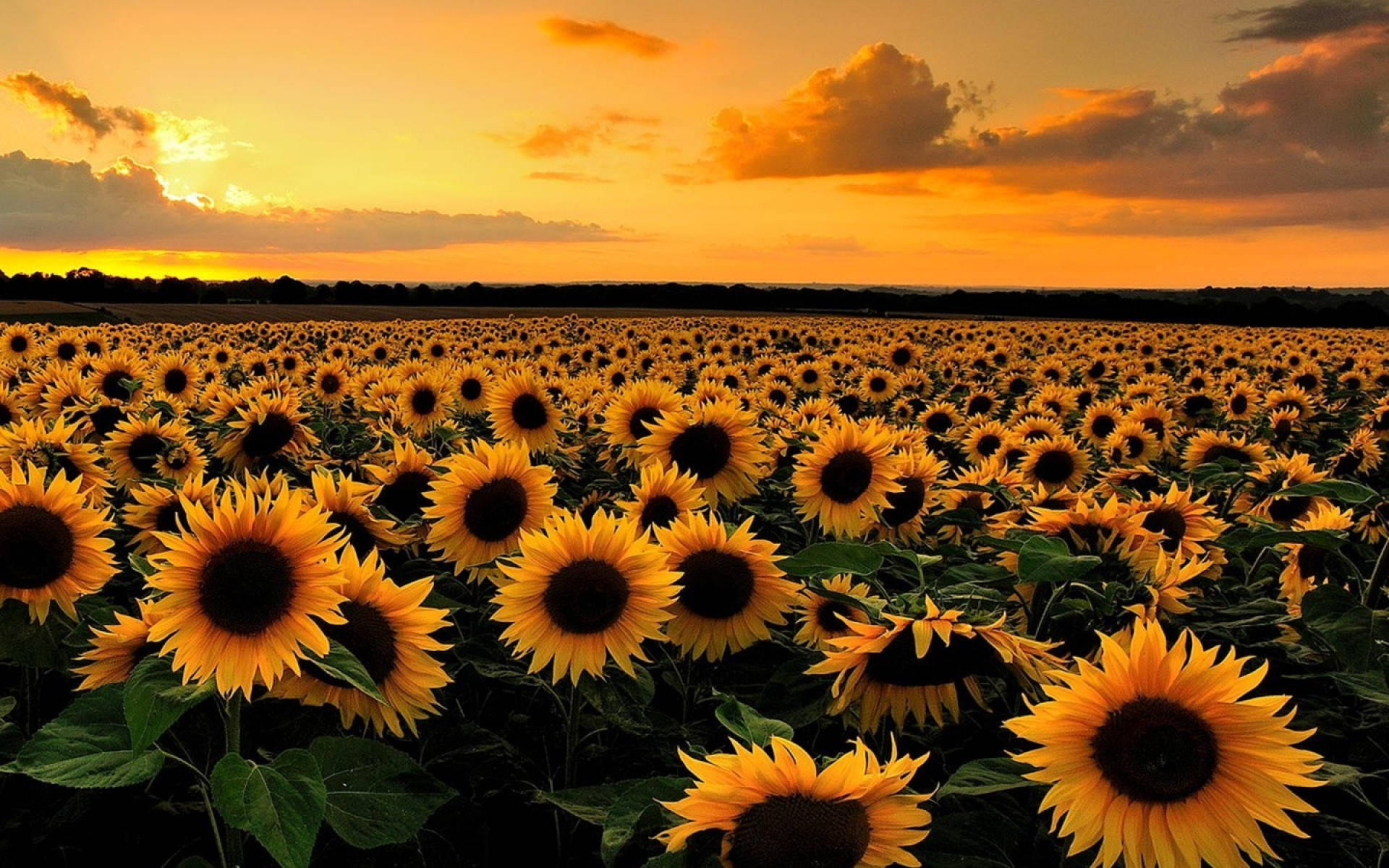 Sunflower Seeds Wallpapers Wallpaper Cave