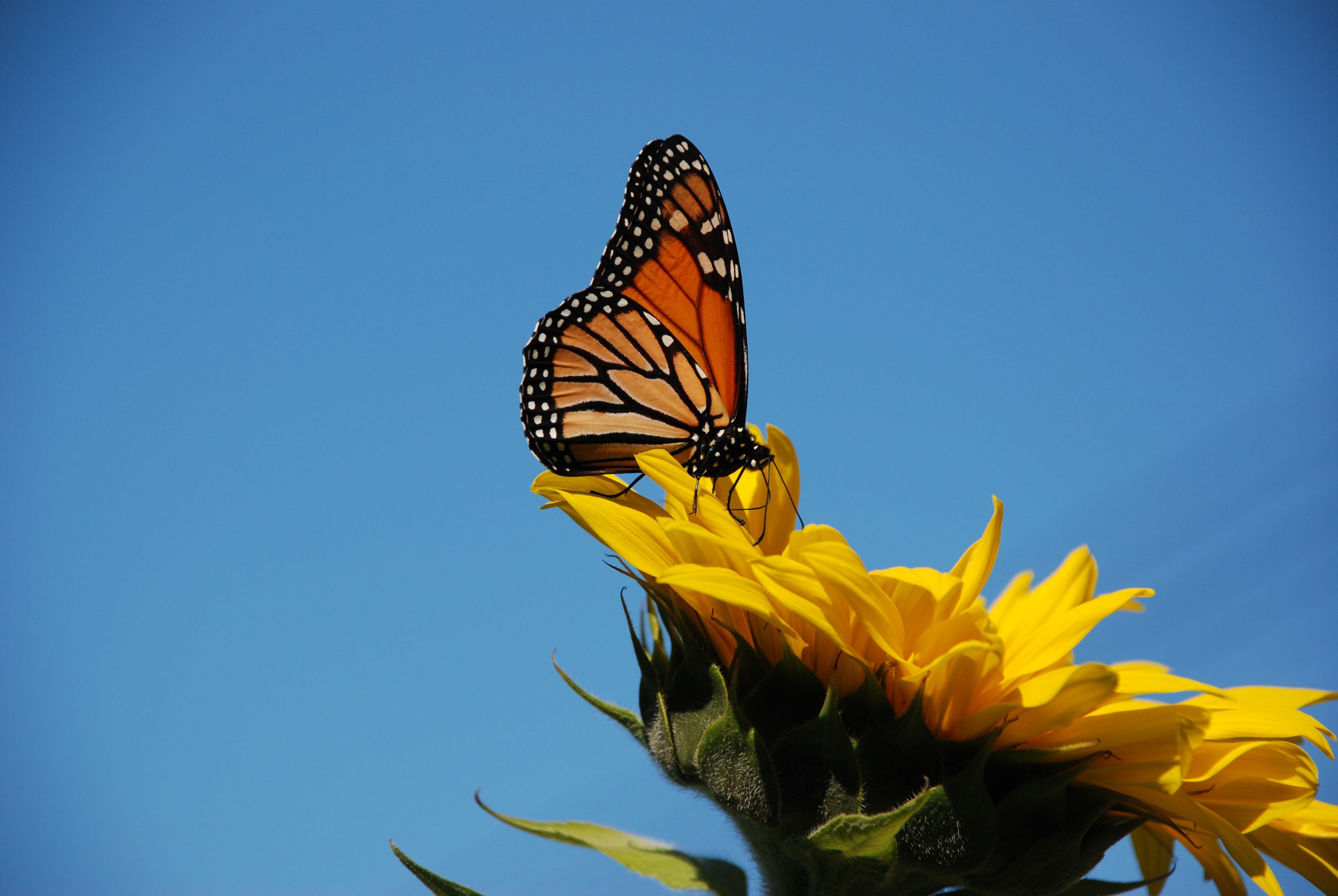 butterfly on sunflower wallpaper desktop free Gallery HD Wallpaper