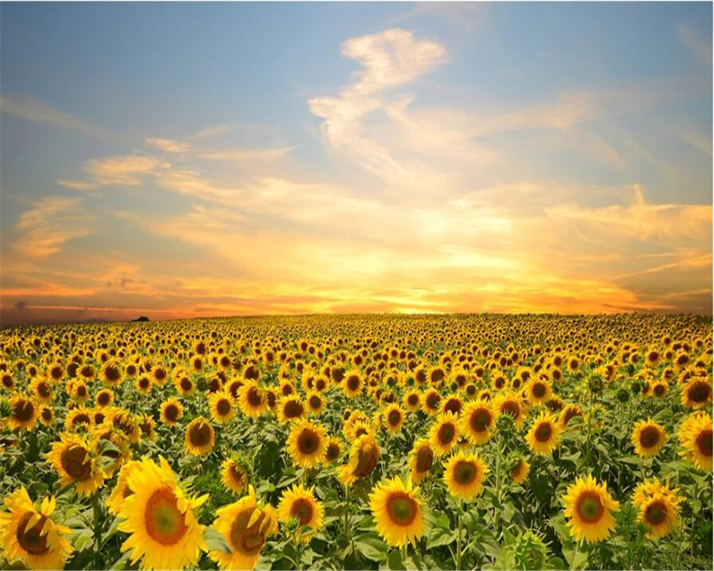 Sunflower PC Wallpapers - Wallpaper Cave