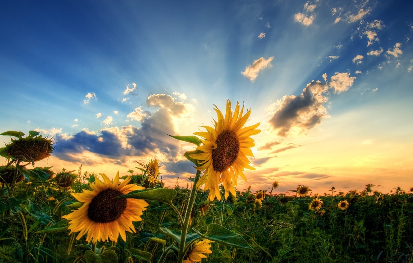Wallpaper field, the sky, the sun, clouds, sunflowers image for desktop, section пейзажи