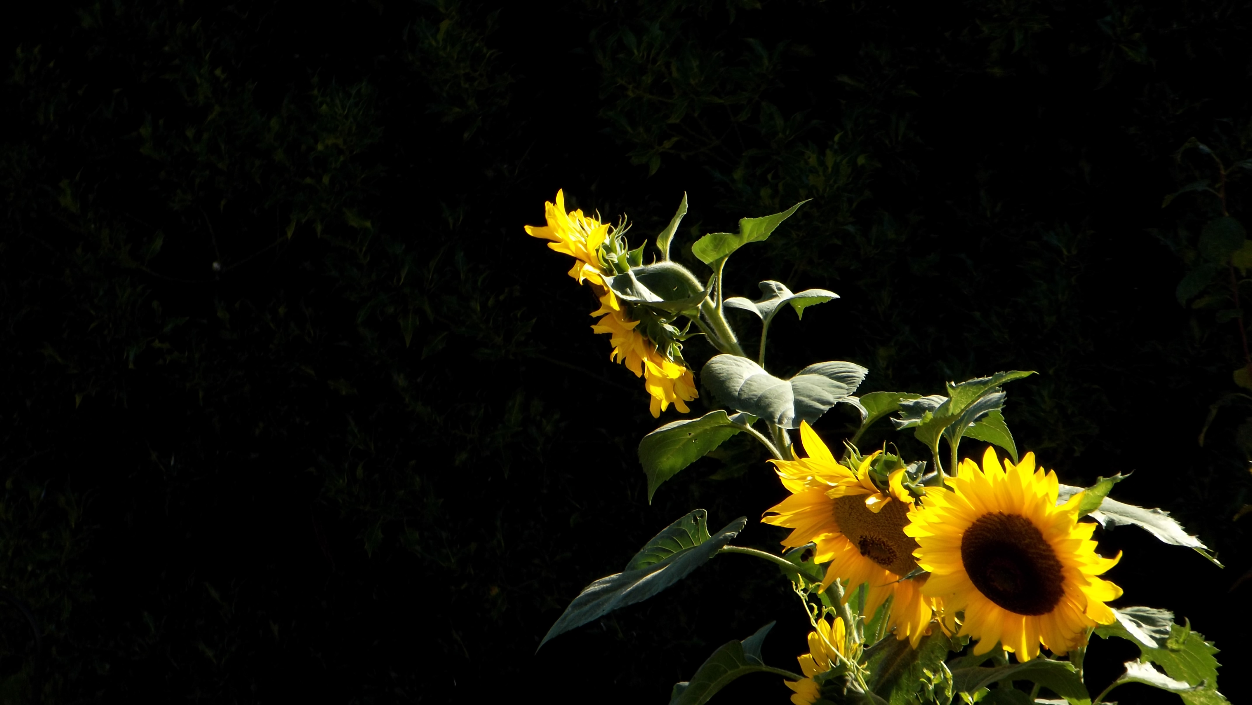 4K Sunflower Wallpaper and Background Image