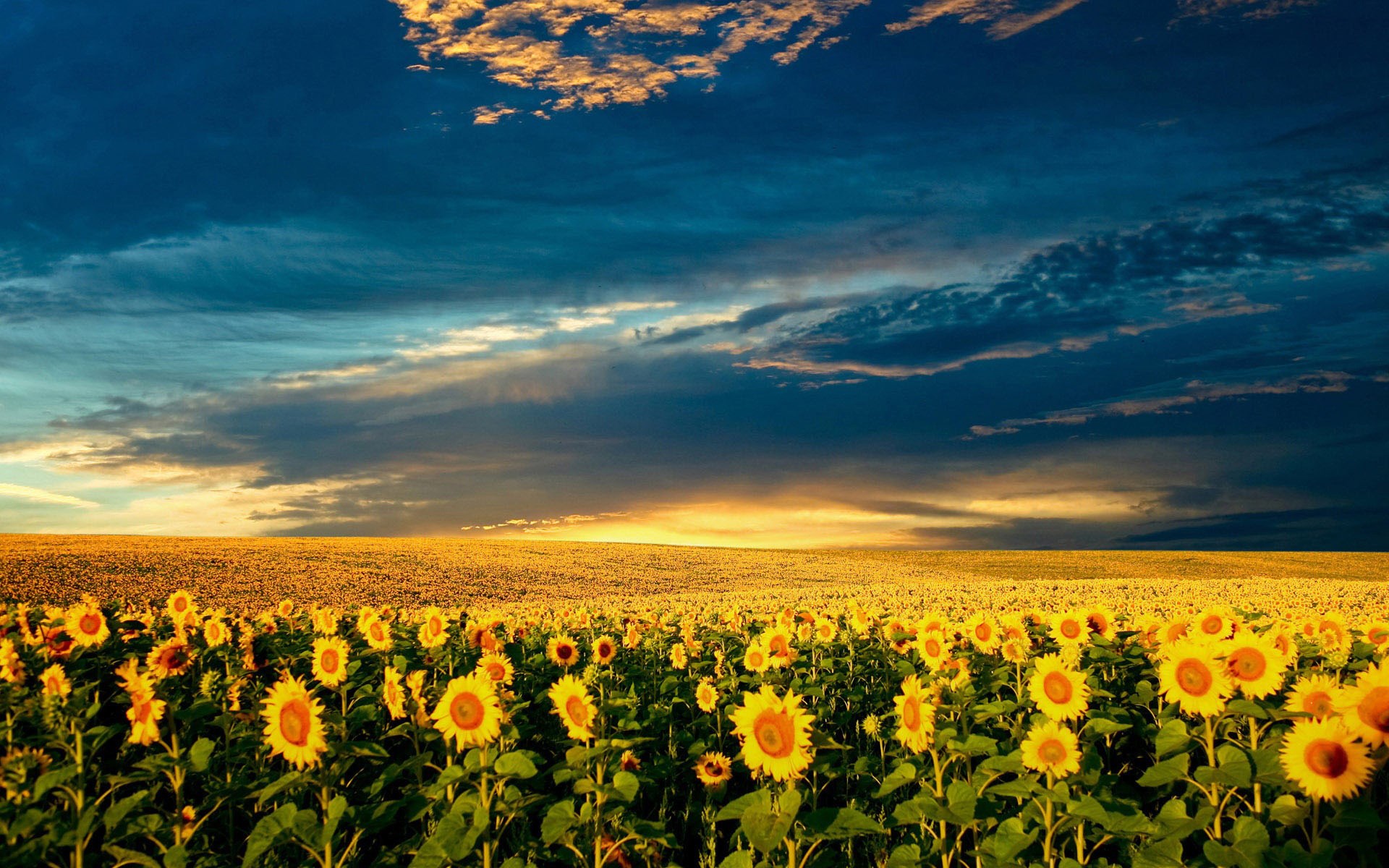 sunflower computer background Gallery HD Wallpaper