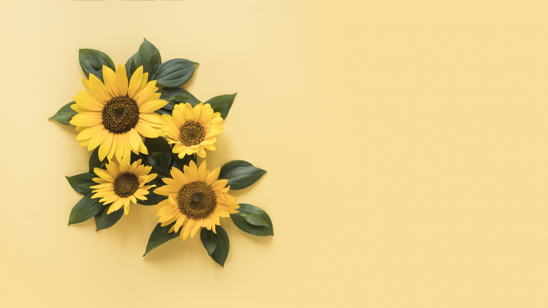 Sunflower Wallpaper
