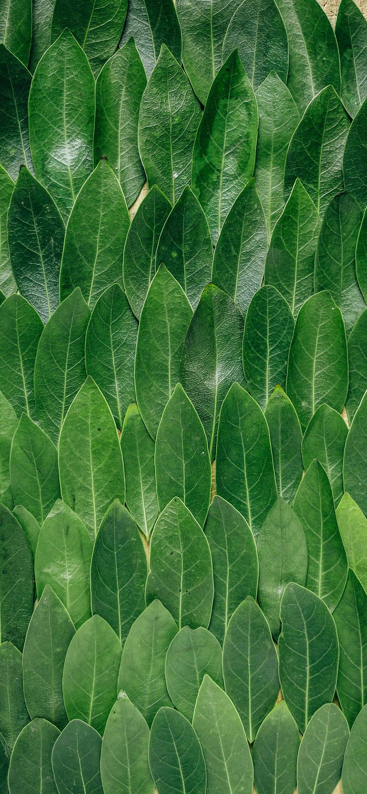 iPhone 12 Green Wallpapers Wallpaper Cave