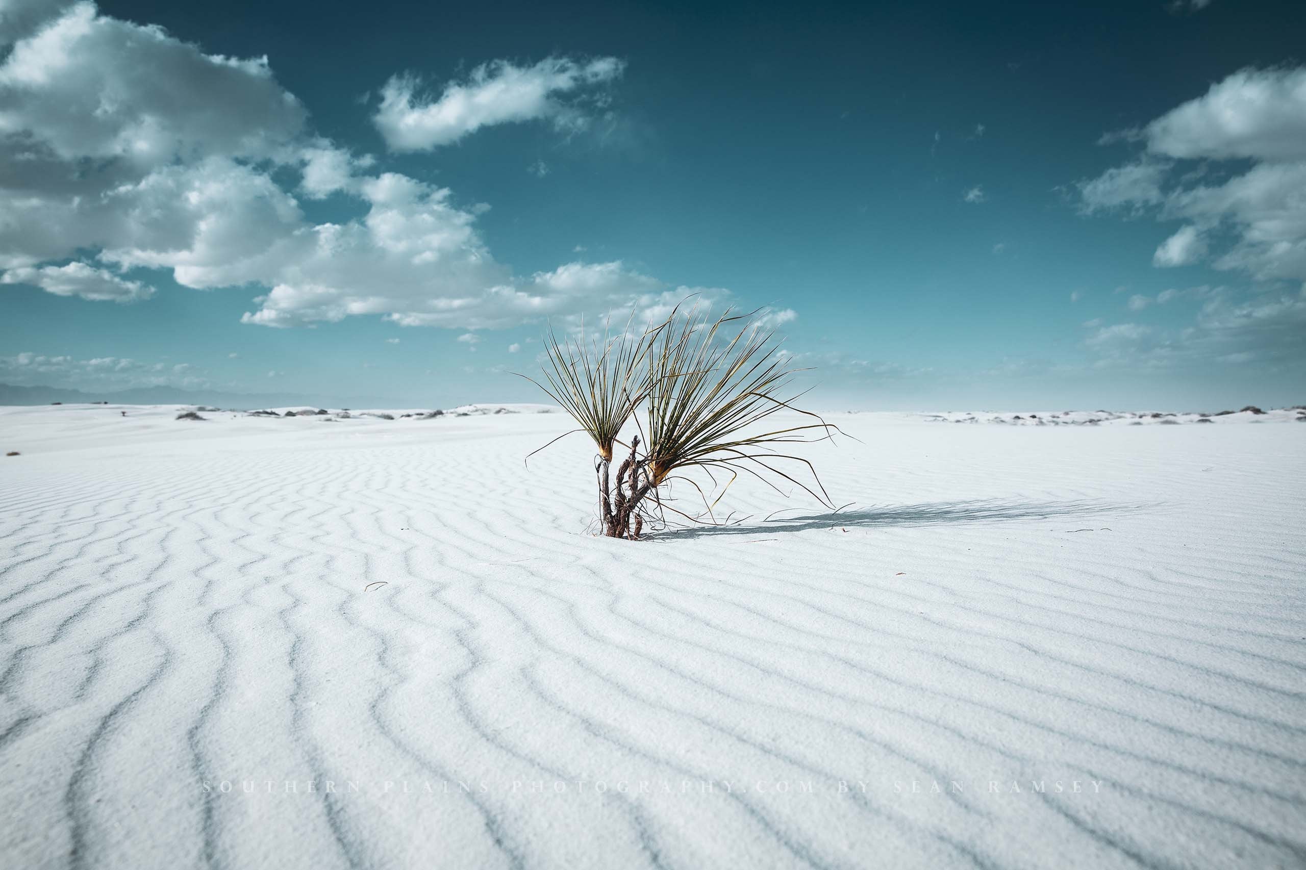 Desert Photography Print Picture of Yucca Plant at White