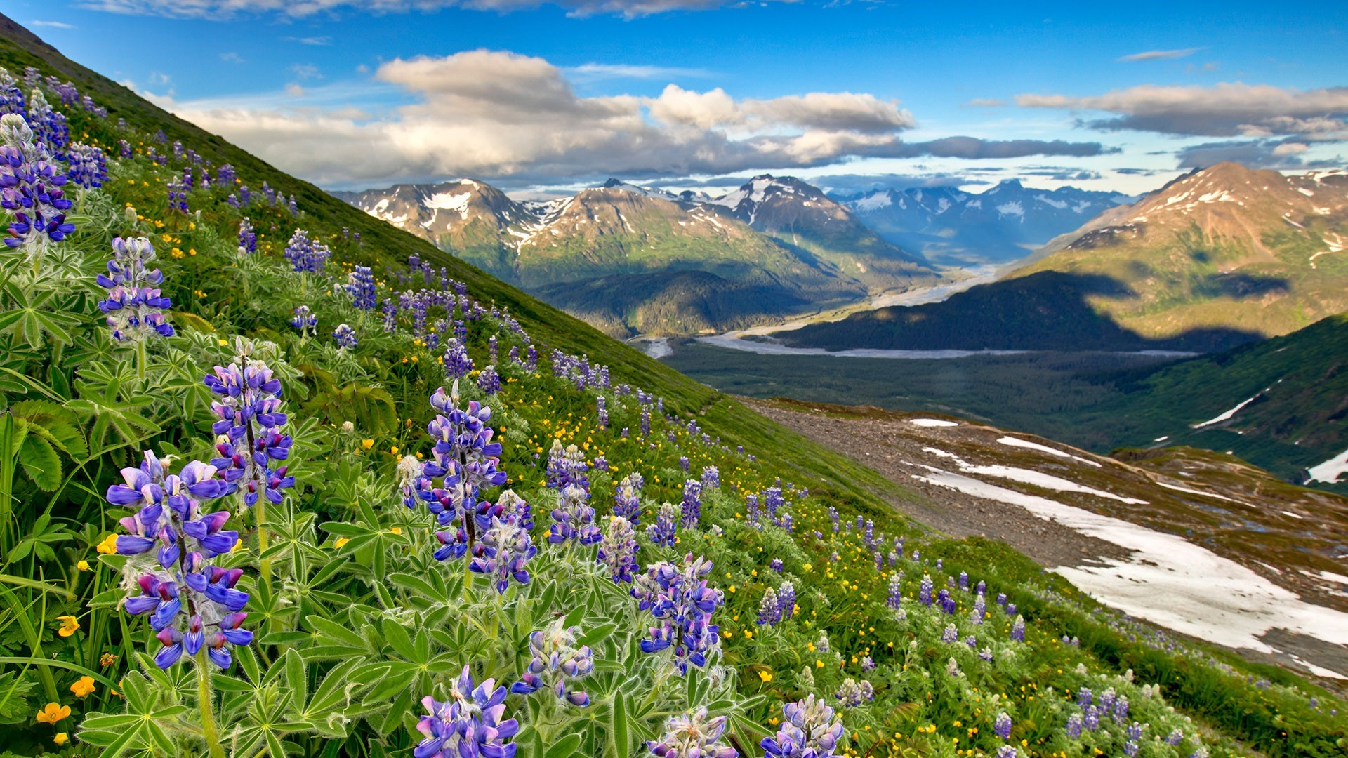 nature, landscape, mountains, river, flowers, purple flowers, spring, rocks, USA, Alaska, sky, fjord, valley, clouds Gallery HD Wallpaper