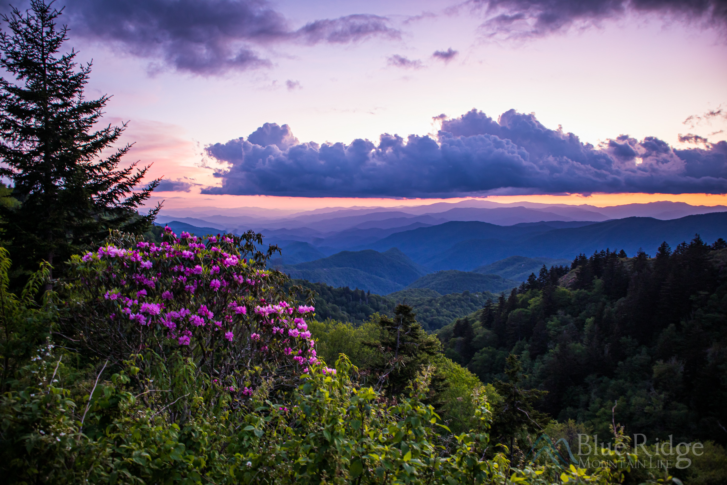 Absolutely Beautiful Places for Spring Blooms in the Blue Ridge Mountains