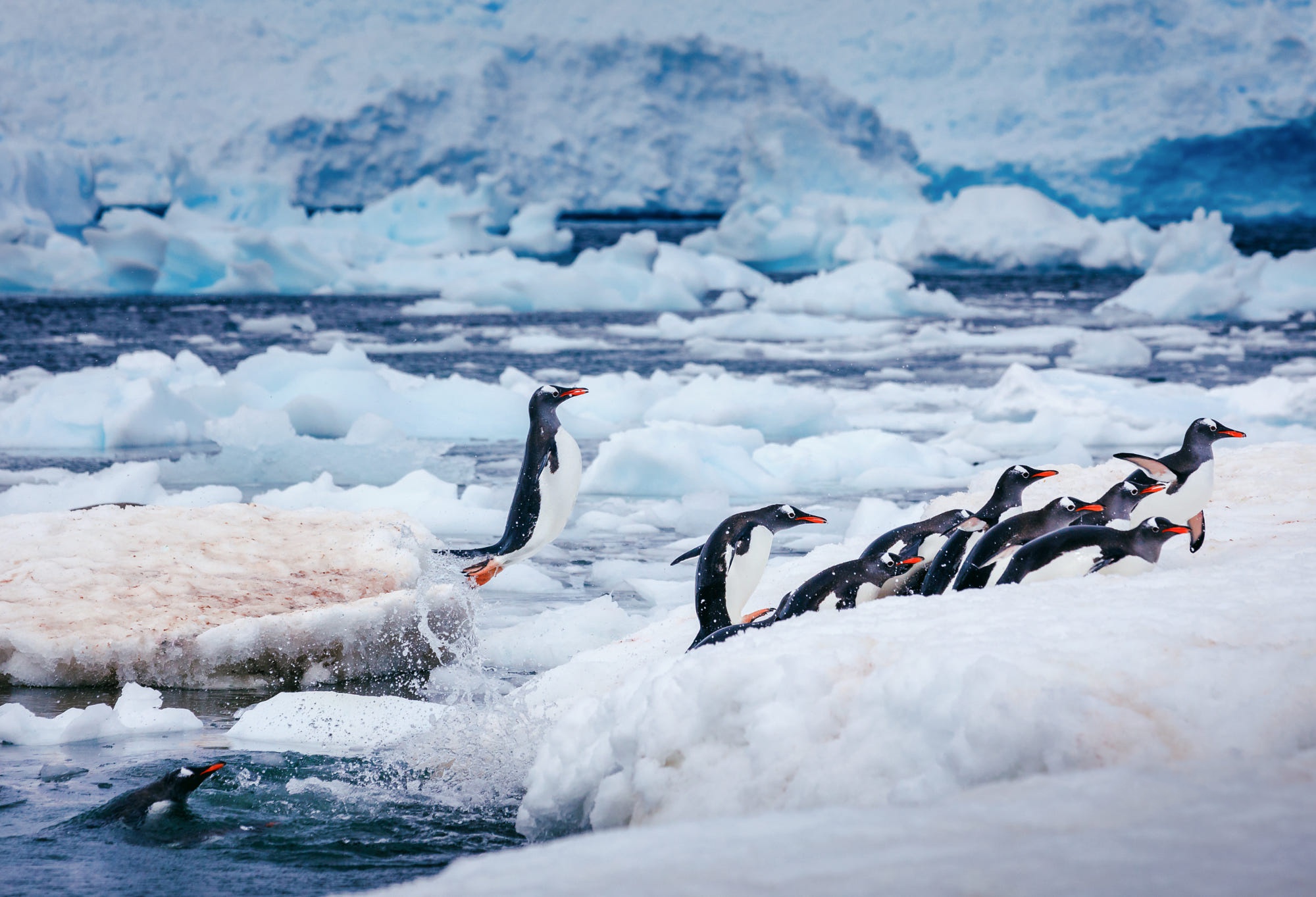 Penguin HD, Ice, Bird, Winter, Water Gallery HD Wallpaper
