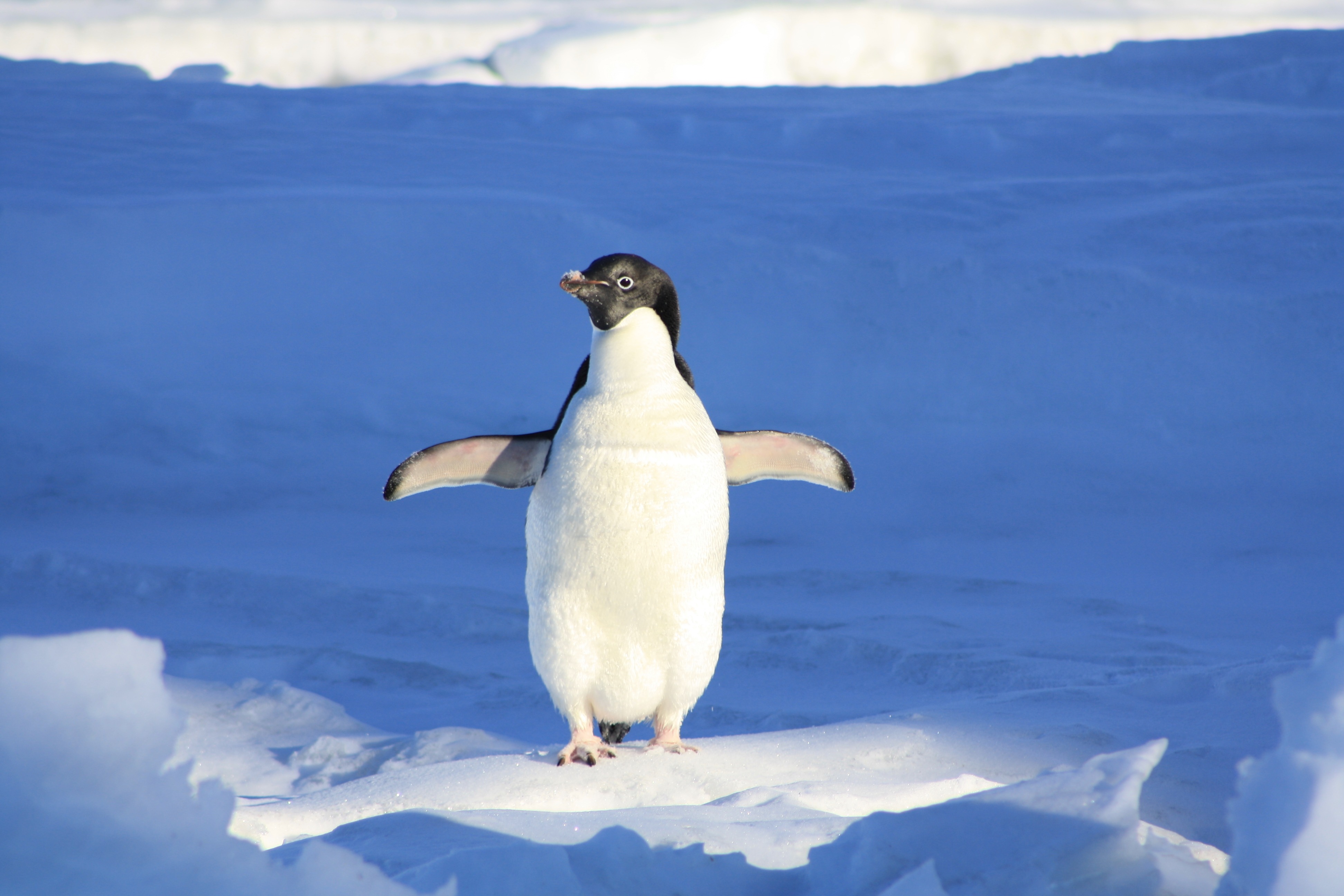 Close Up Photography of Penguin on Snow · Free
