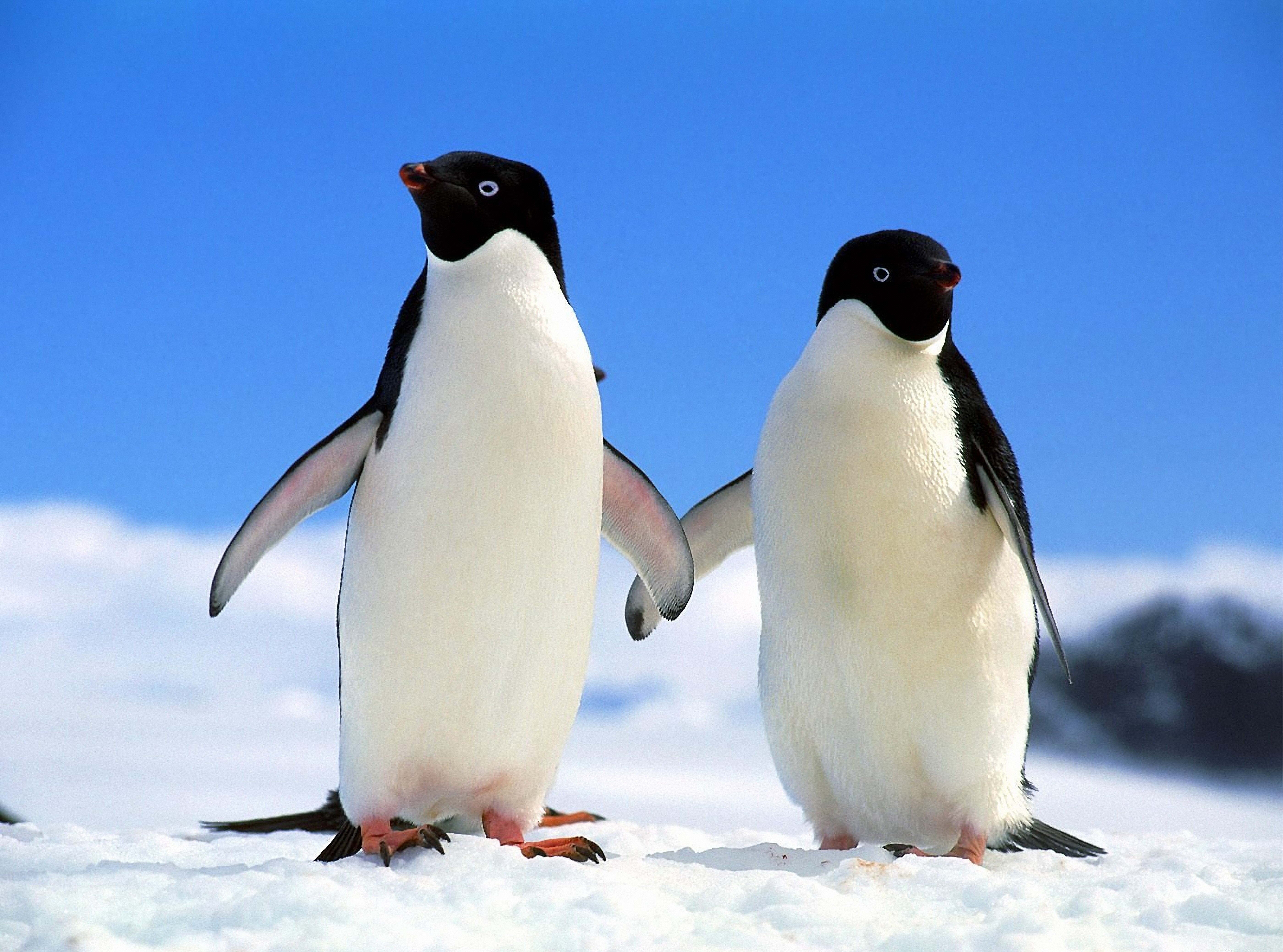 Download wallpaper 5600x4156 penguins, couple, north, winter HD background