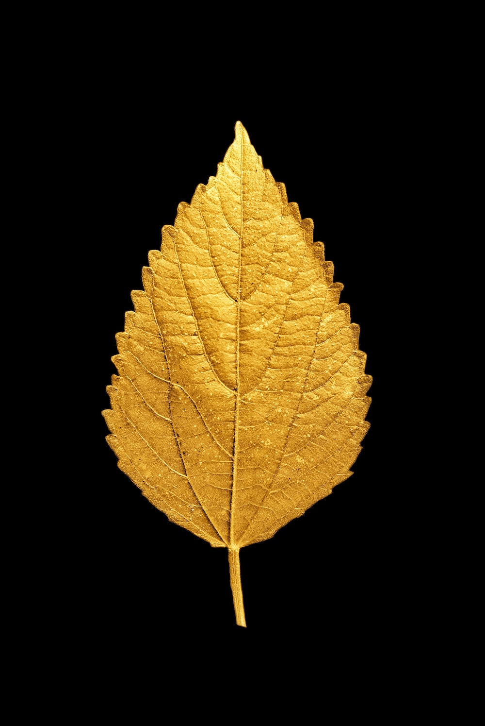 Gold Leaf Picture. Download Free Image