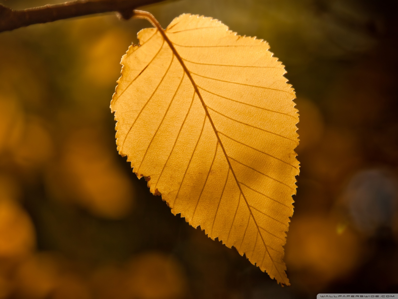 Golden Leaf Ultra HD Desktop Background Wallpaper for: Tablet