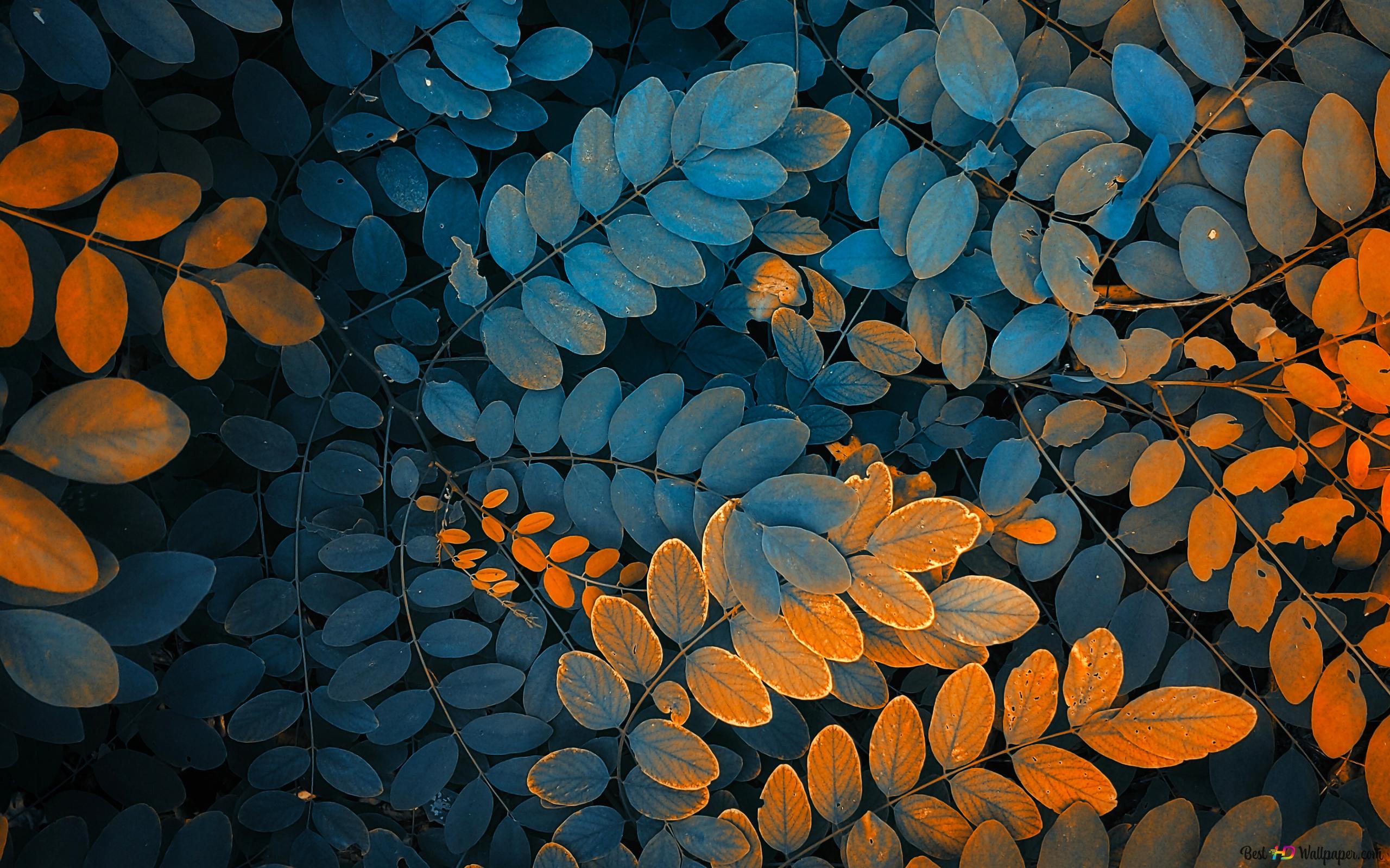 Golden leaf 4K wallpaper download