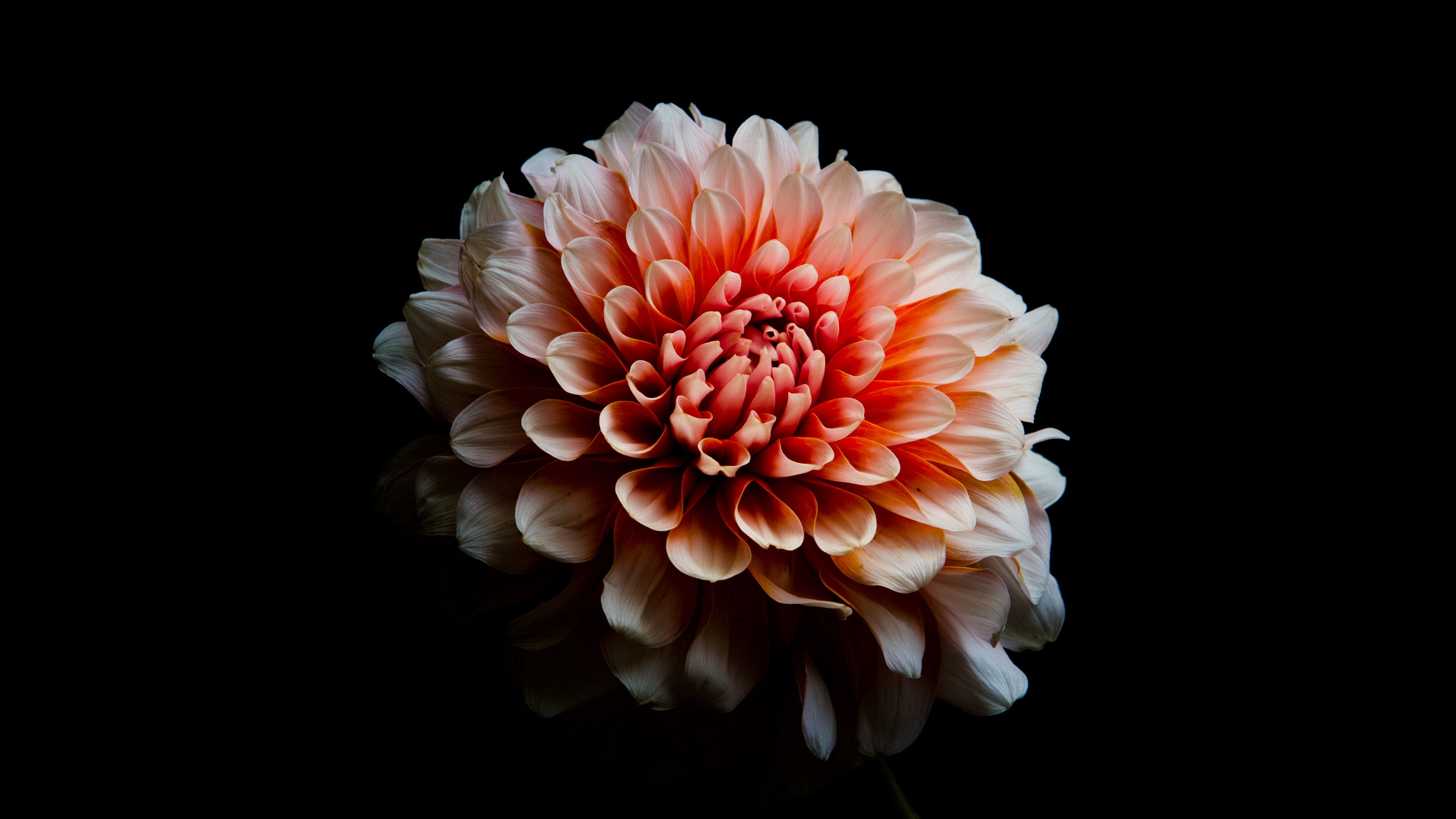 Dahlia Macro Wallpapers - Wallpaper Cave