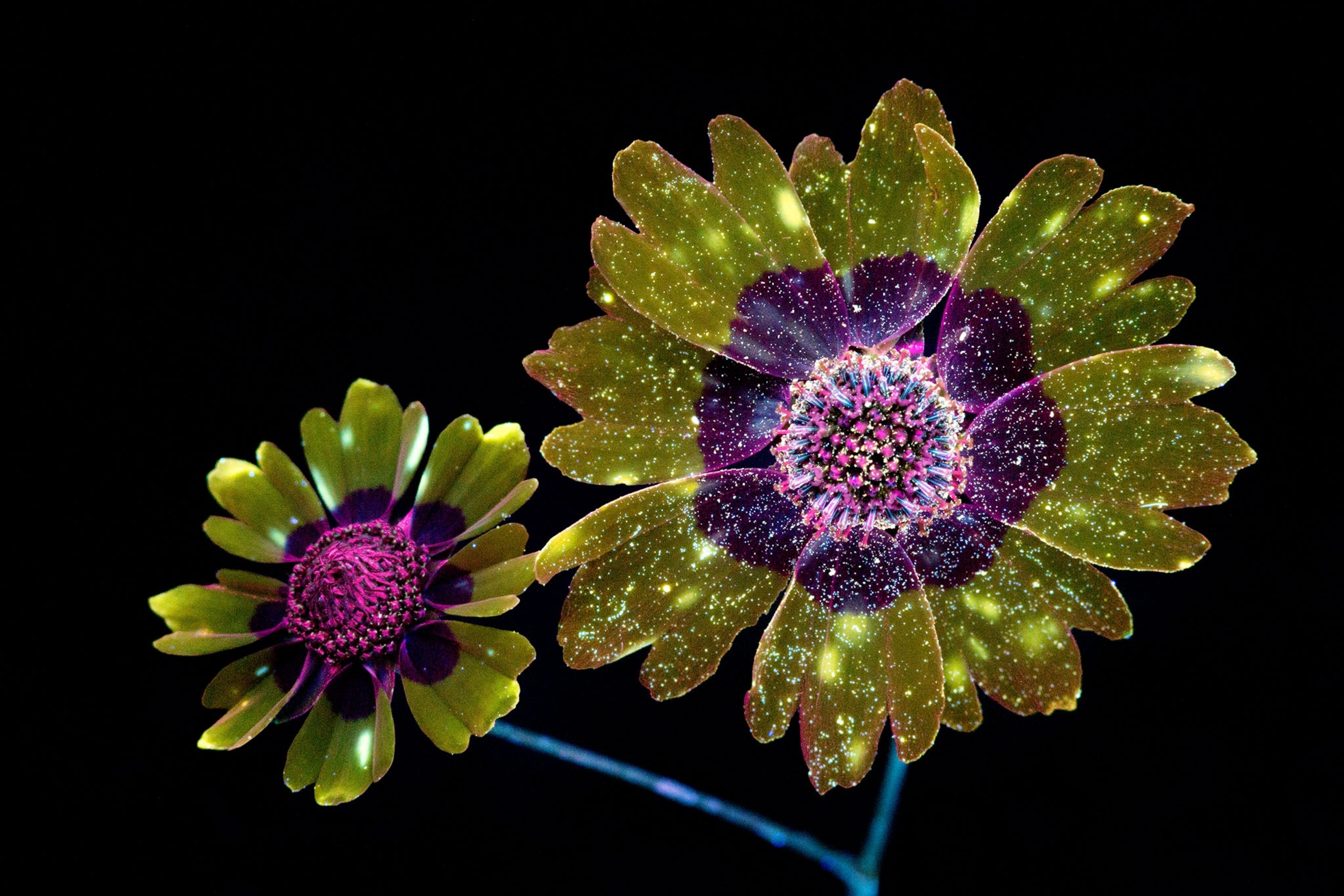 Picture: Flowers Glow Under UV Induced Visible Fluorescence