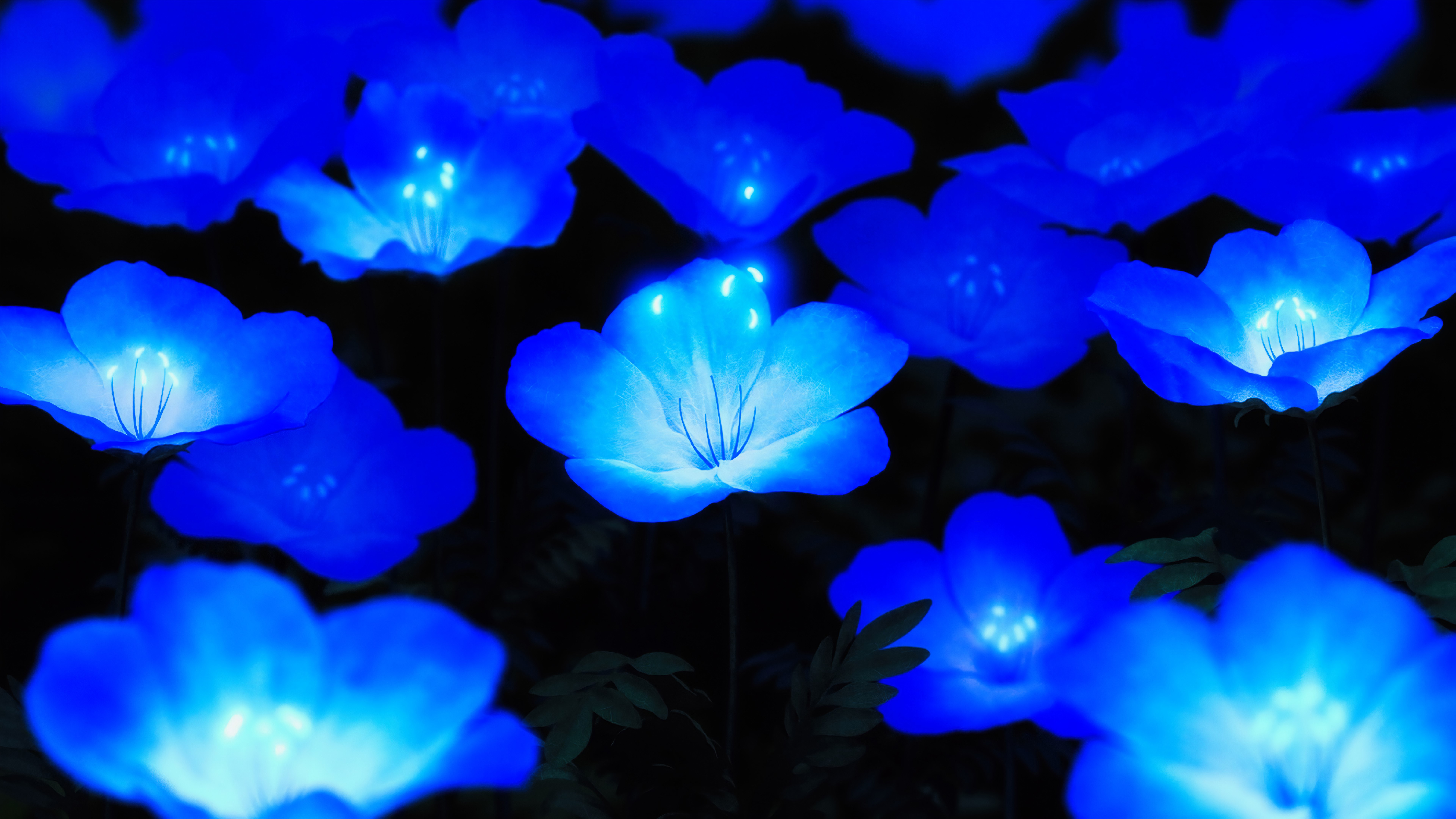 4K, digital art, blue flowers, glowing Gallery HD Wallpaper