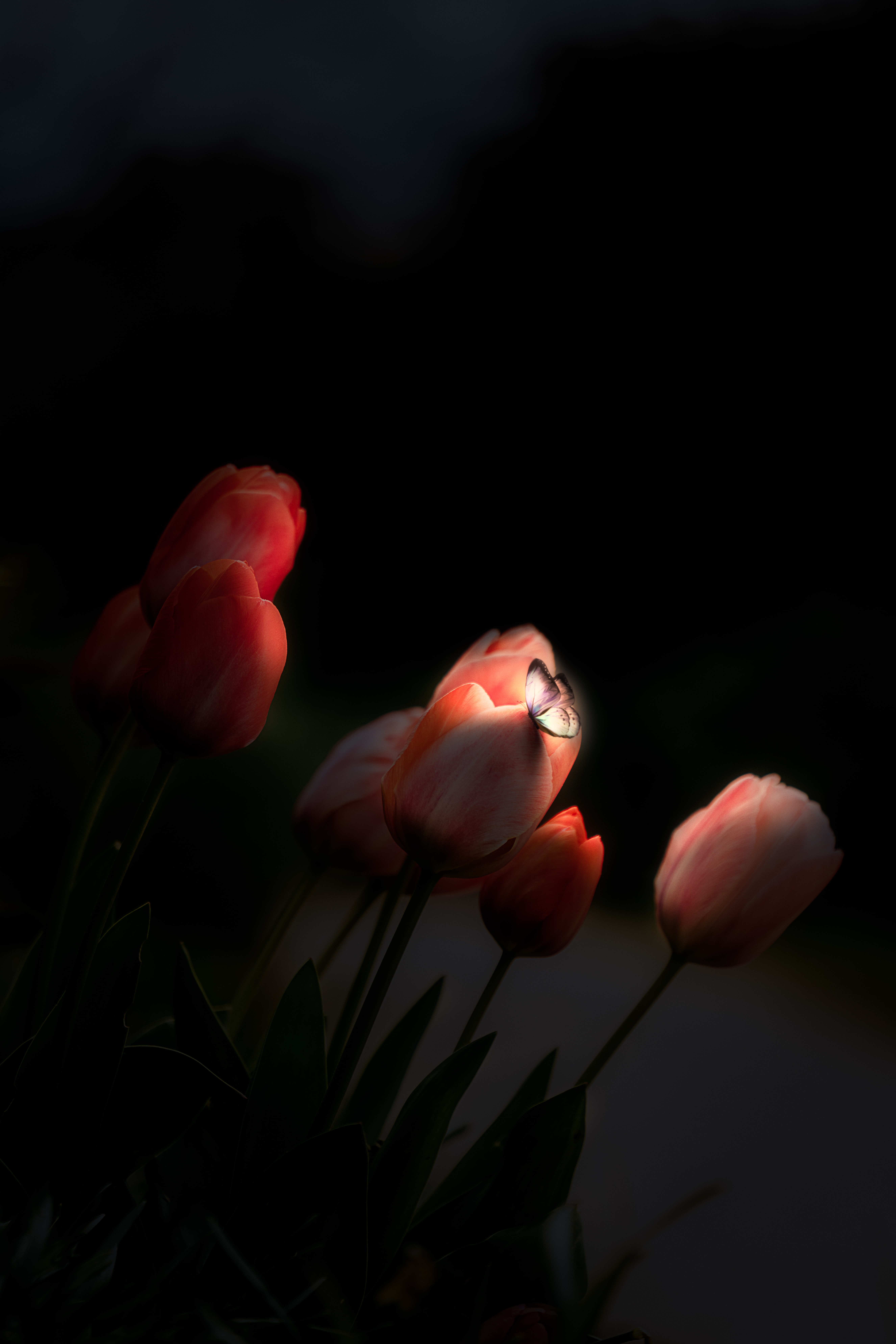 Mobile wallpaper: Night, Flowers, Glow, Butterfly, Tulips, Dark, 80733 download the picture for free