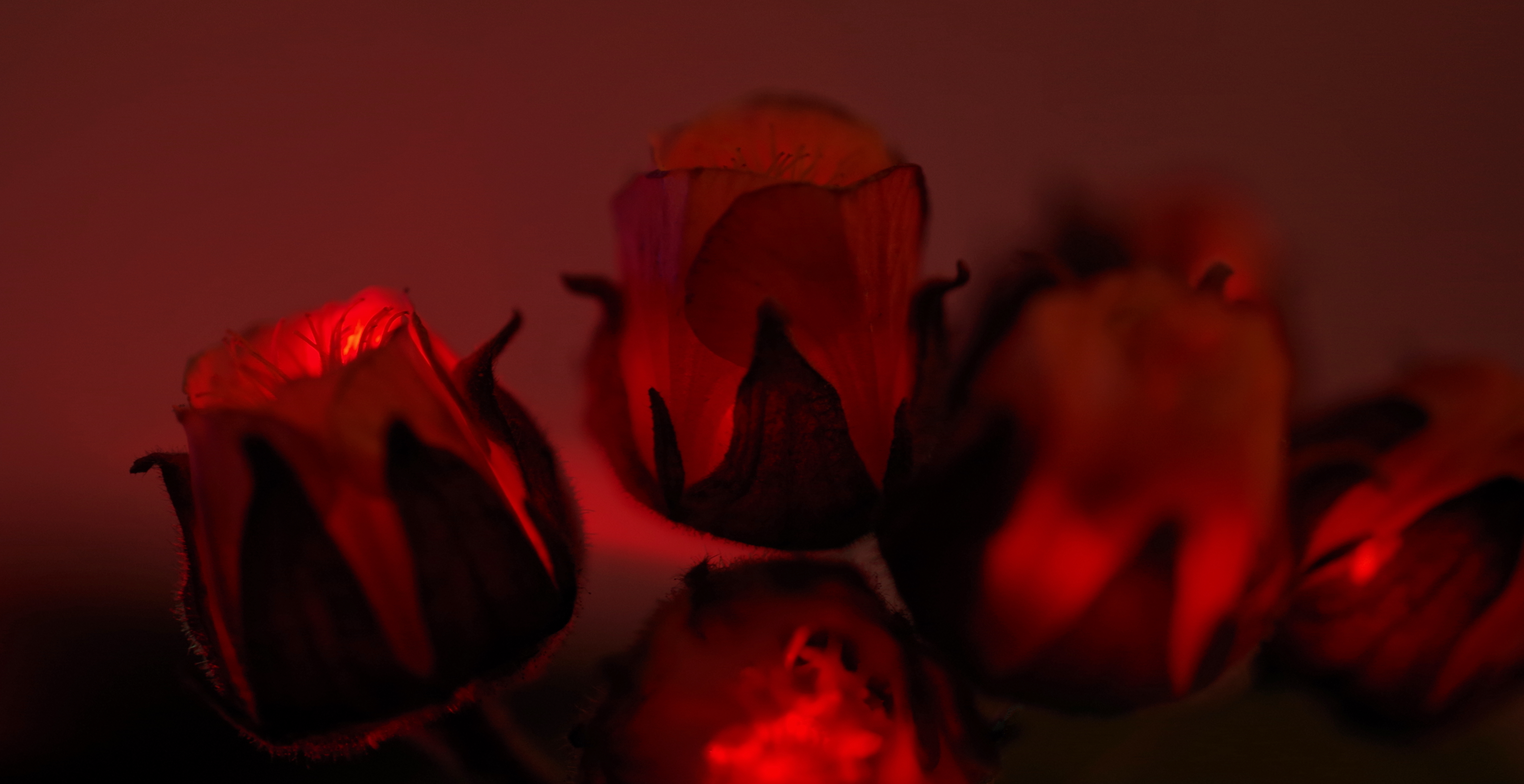 Wallpaper, night, neon, love, red, glowing, blossom, bokeh, pentax, ART, light, flower, blur, bud, flame, darkness, petal, computer wallpaper, flowering plant, geological phenomenon, macro photography, still life photography, garden roses, rose