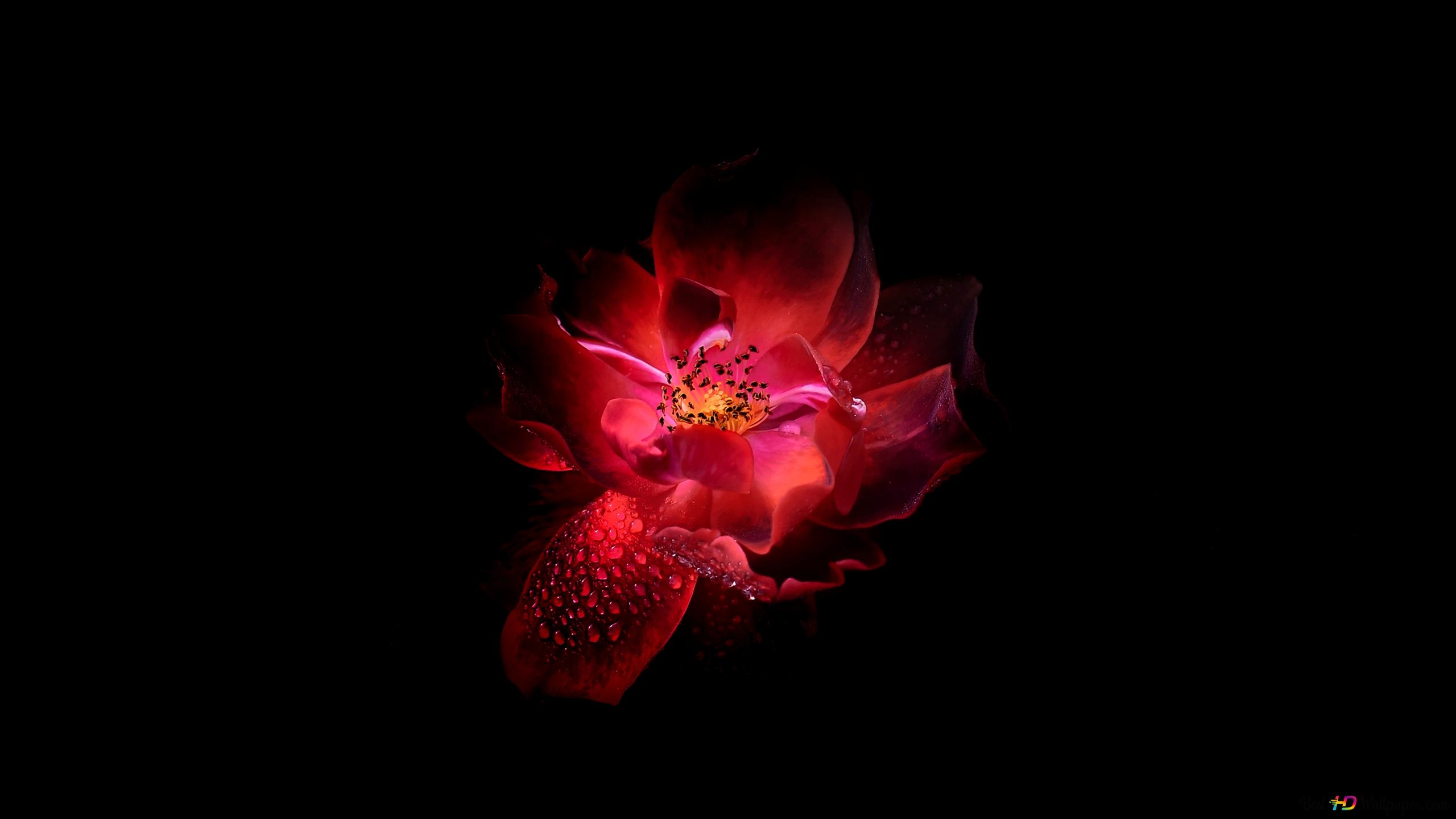 Glowing red flower 2K wallpaper download