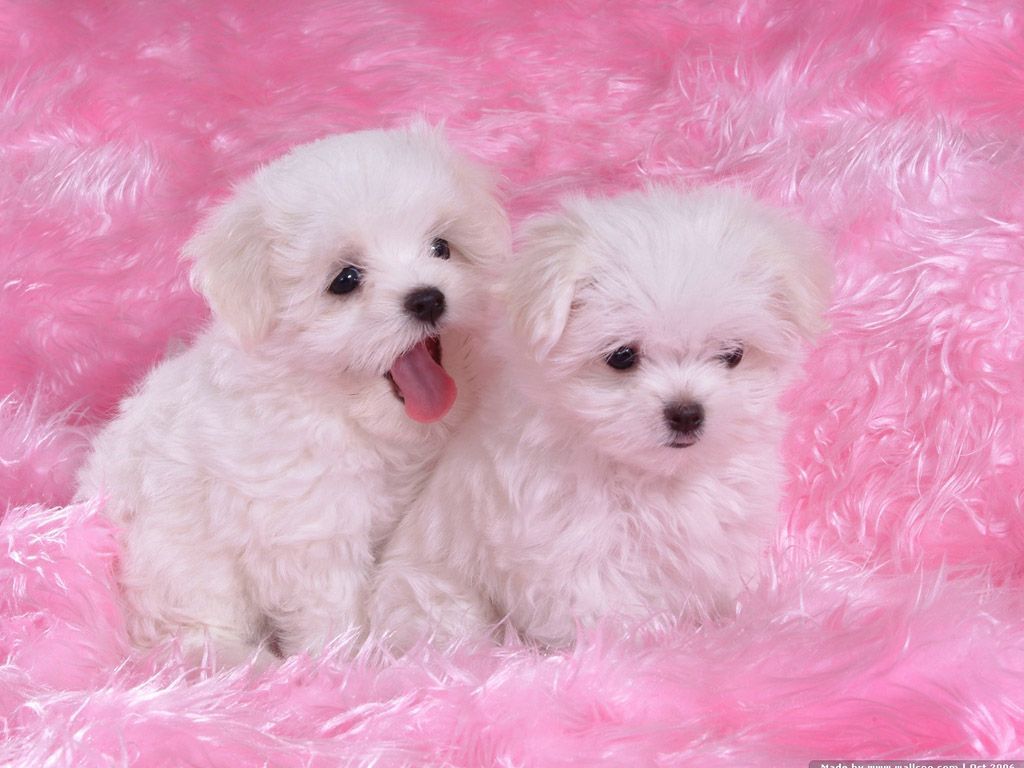 Pink Puppies Wallpaper Free Pink Puppies Background