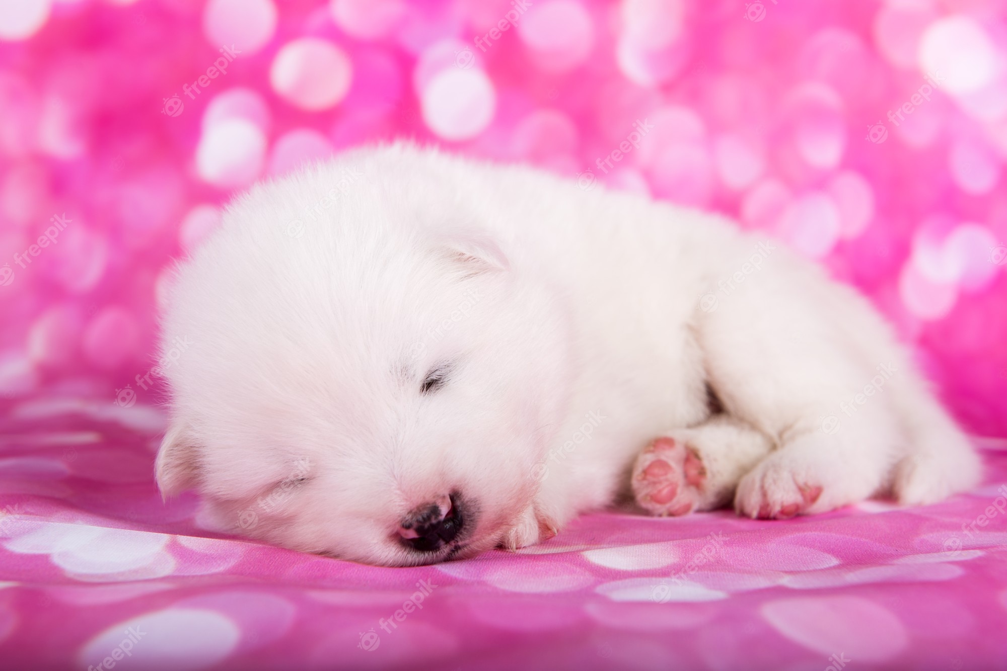 Premium Photo. White fluffy small samoyed puppy dog on pink background