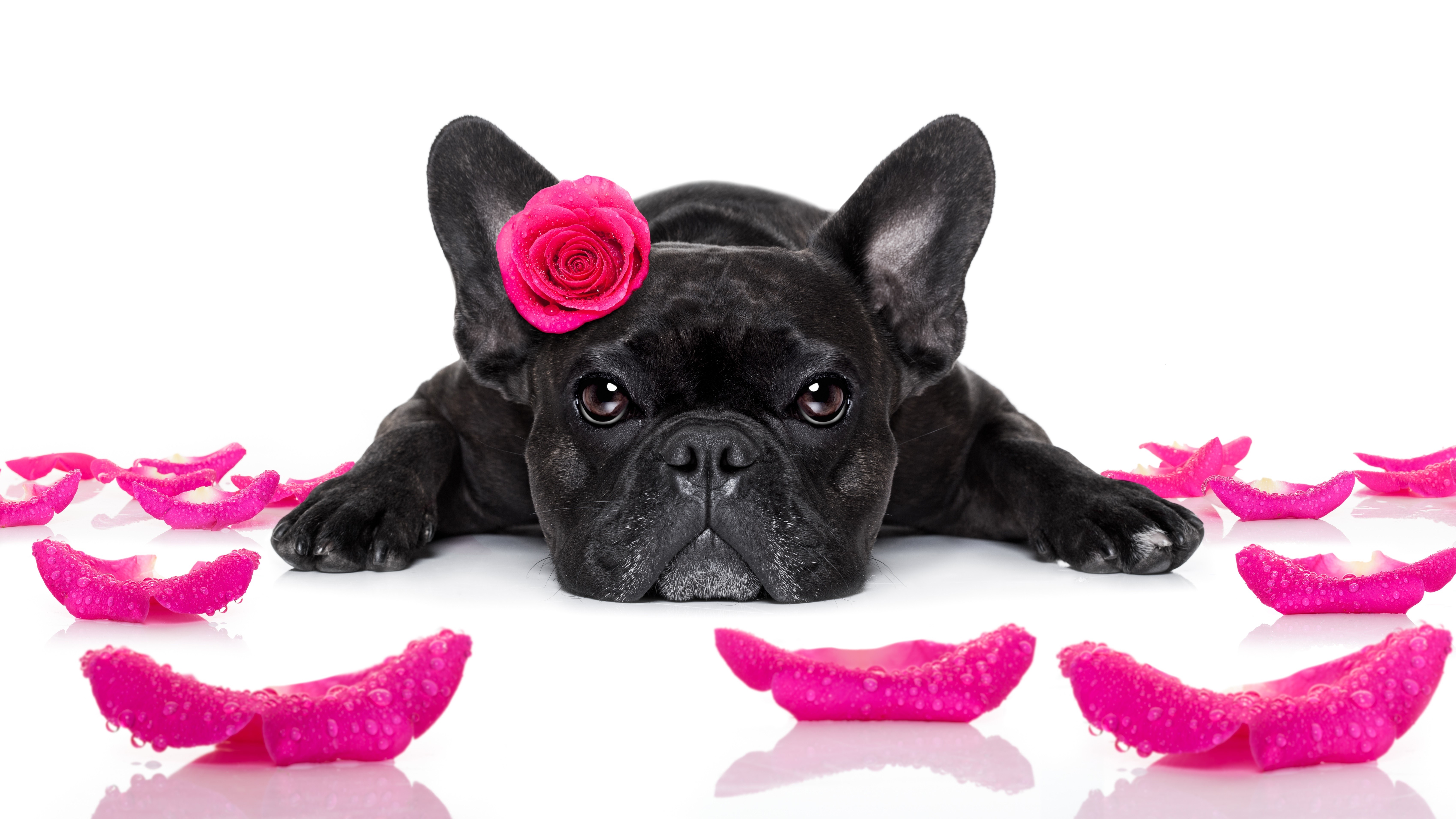 4K, 5K, 6K, Dogs, Roses, French Bulldog, Black, Glance, Petals, White background, Pink color Gallery HD Wallpaper