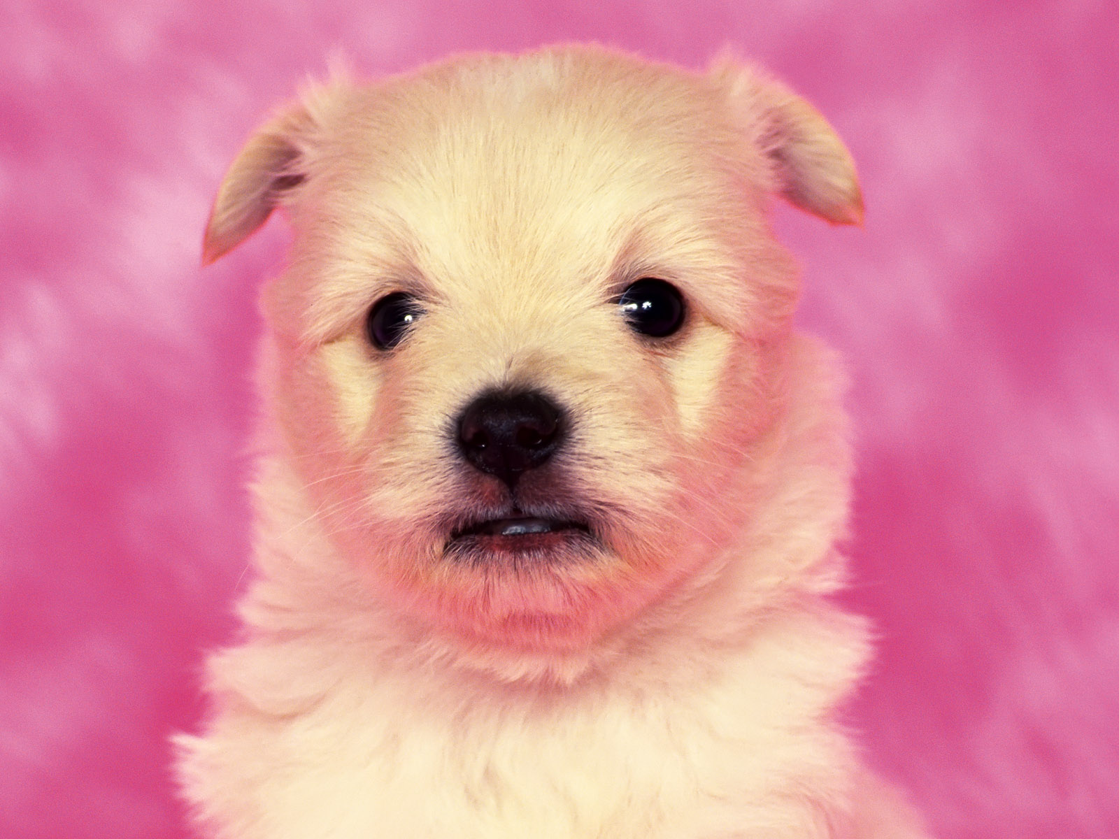 Free download Cute Puppy Dog Wallpaper ME [1600x1200] for your Desktop, Mobile & Tablet. Explore Cute Puppies Background. Wallpaper Of Cute Puppies, Wallpaper Cute Puppies, Wallpaper Of Cute Puppies